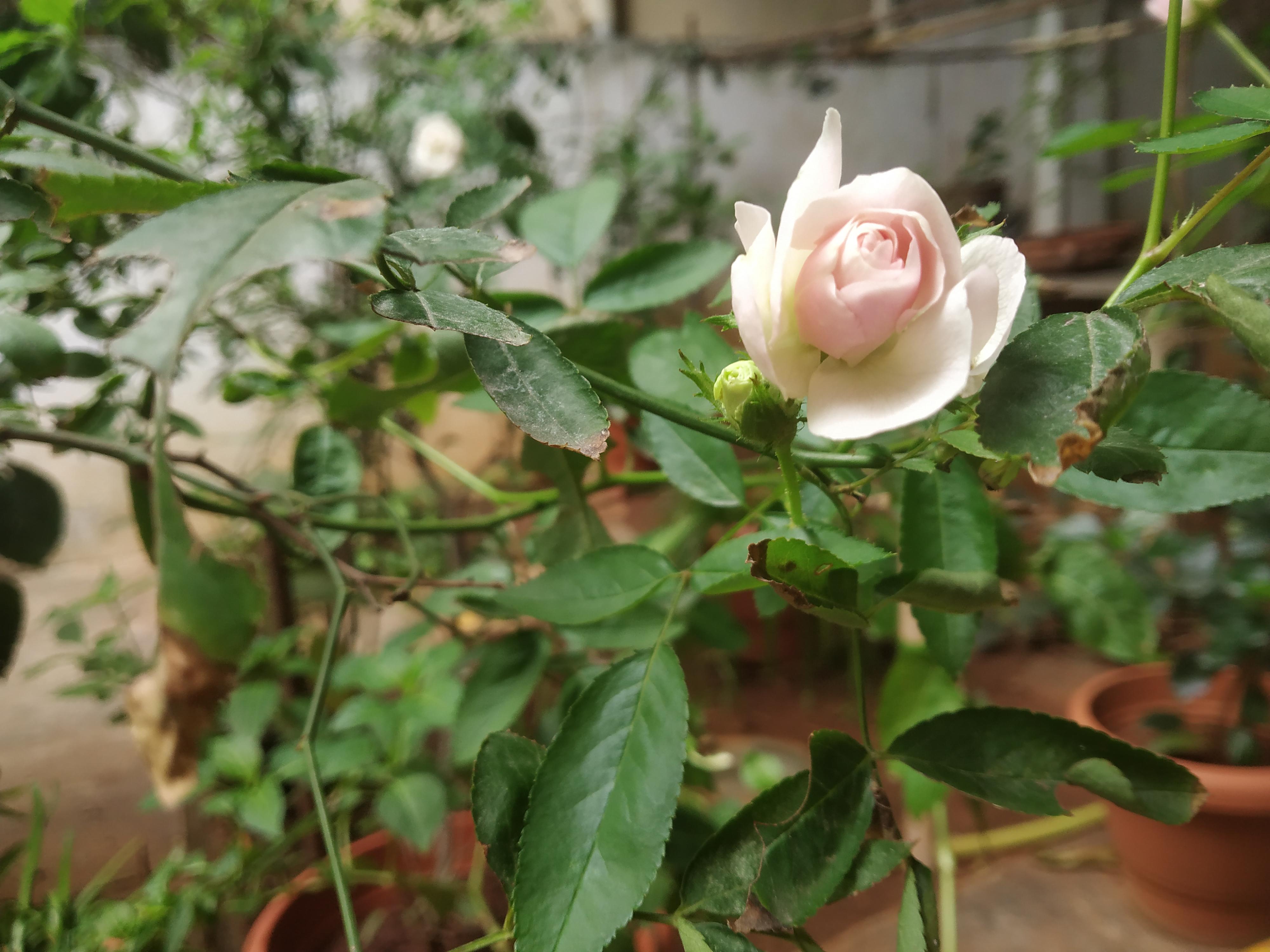 How to take care of roses during monsoon? r/gardening
