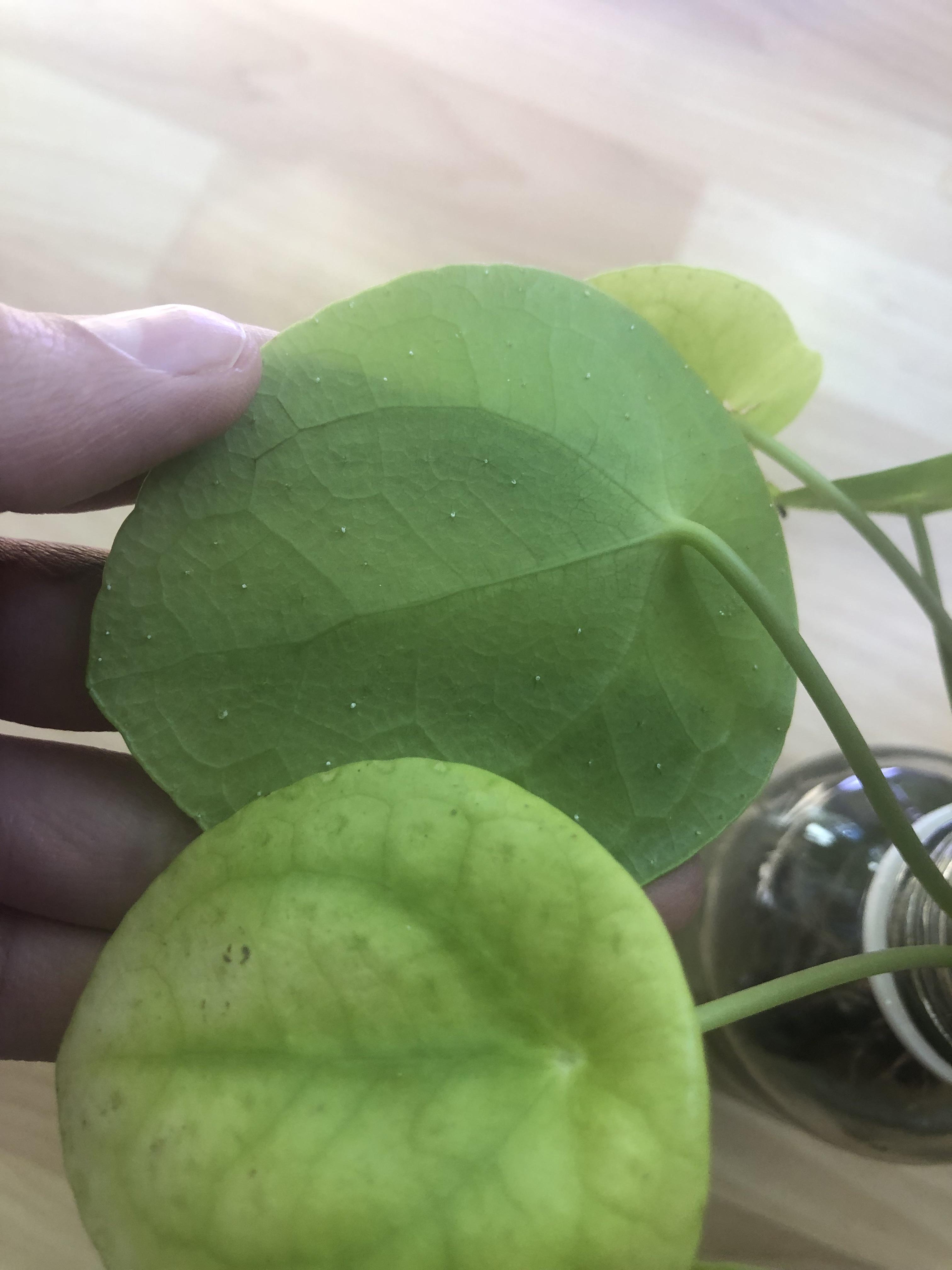 What are these white dots on my pilea? r/plantclinic