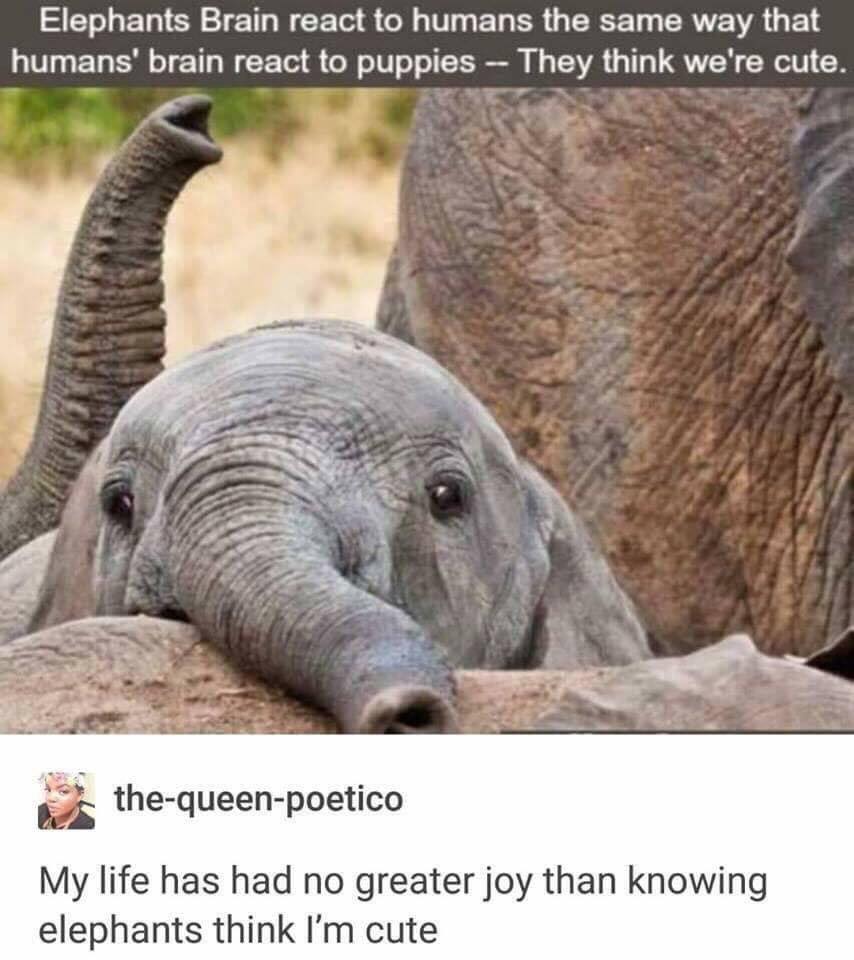 Elephants think humans are cute r/tumblr