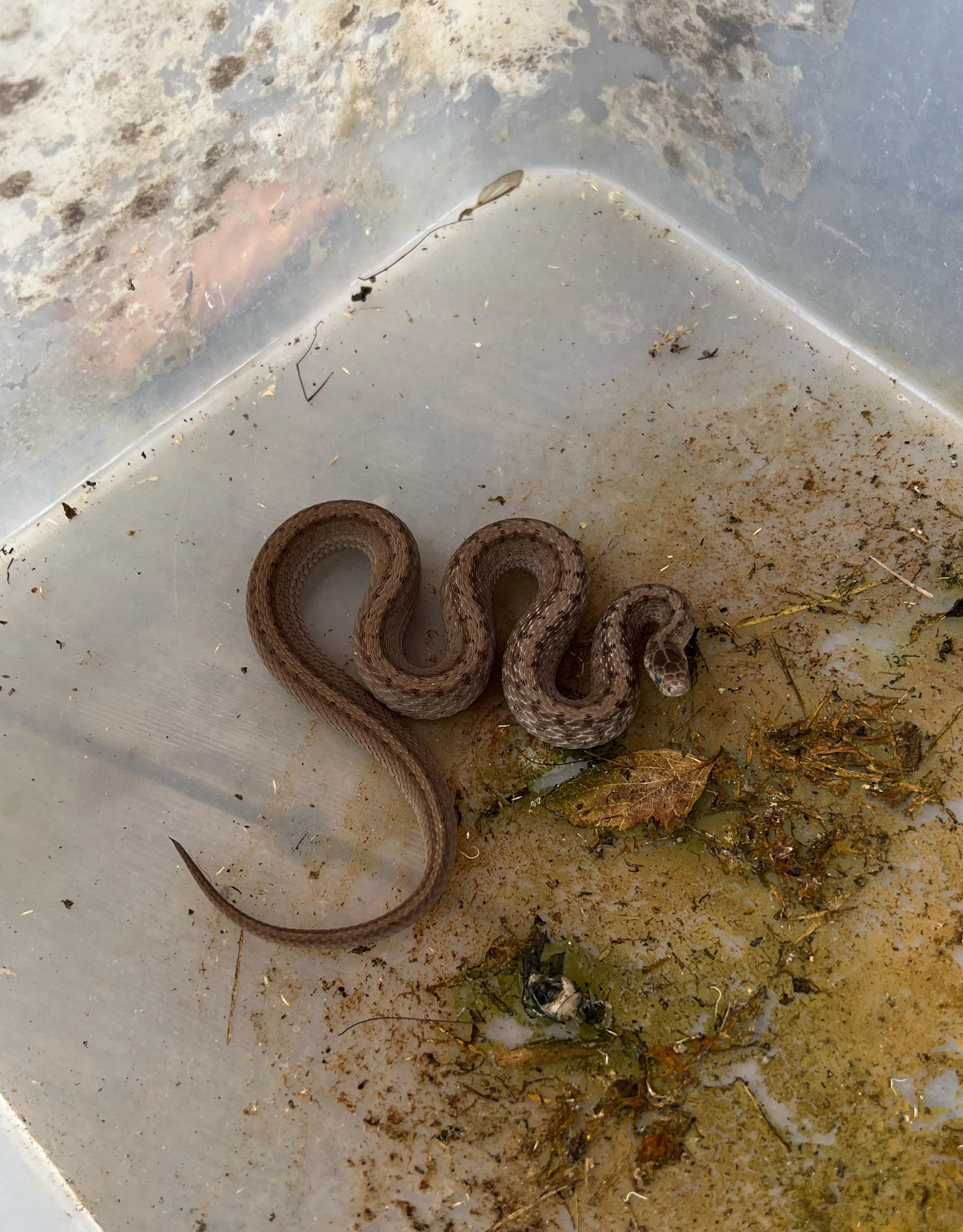 What kind of snake is this? He keeps trying to bite me, if it does will