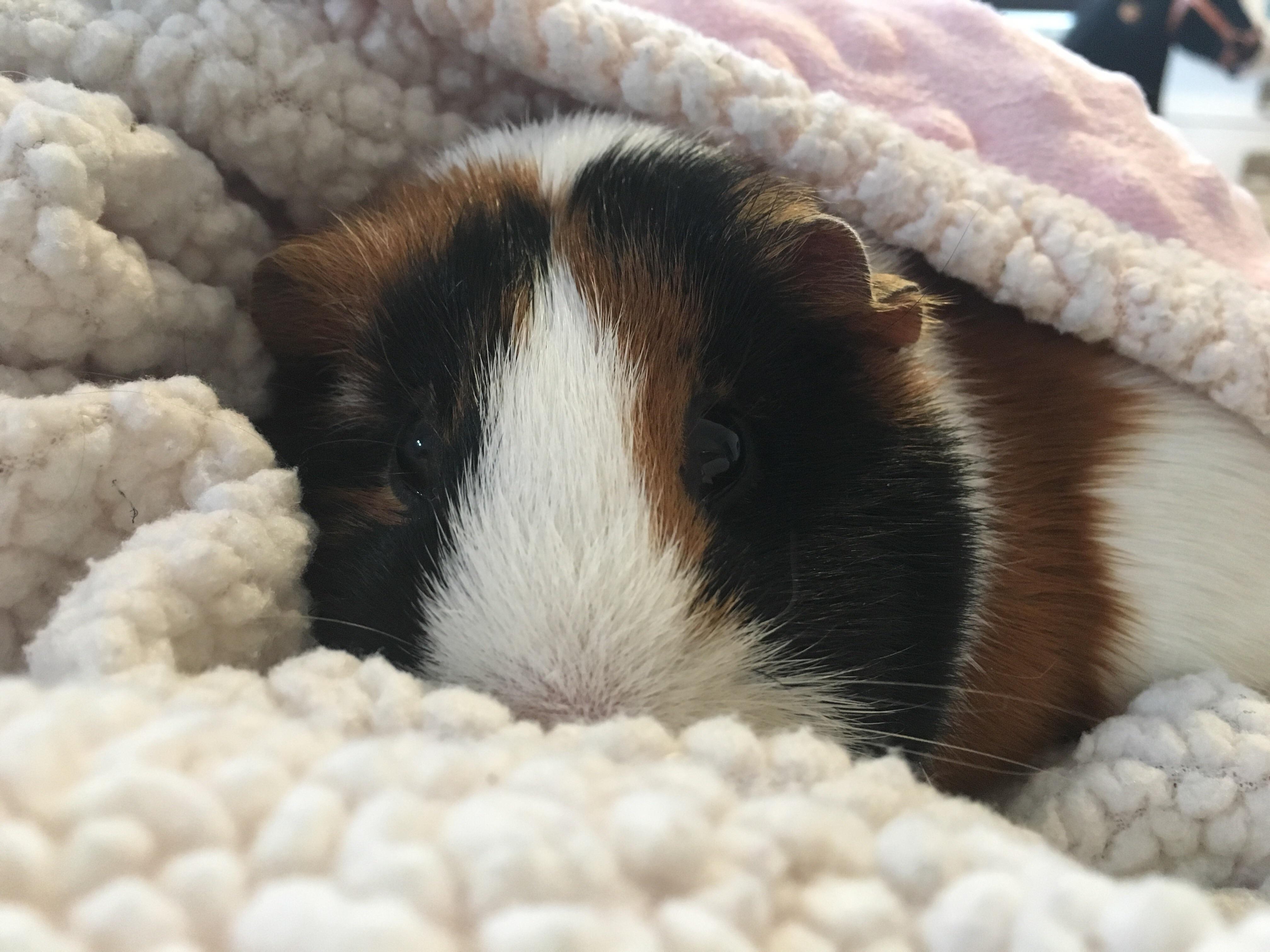 Snuggling with my cousin’s guinea pig r/aww