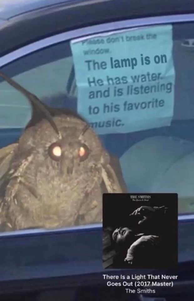 Please don’t break the window mothmemes