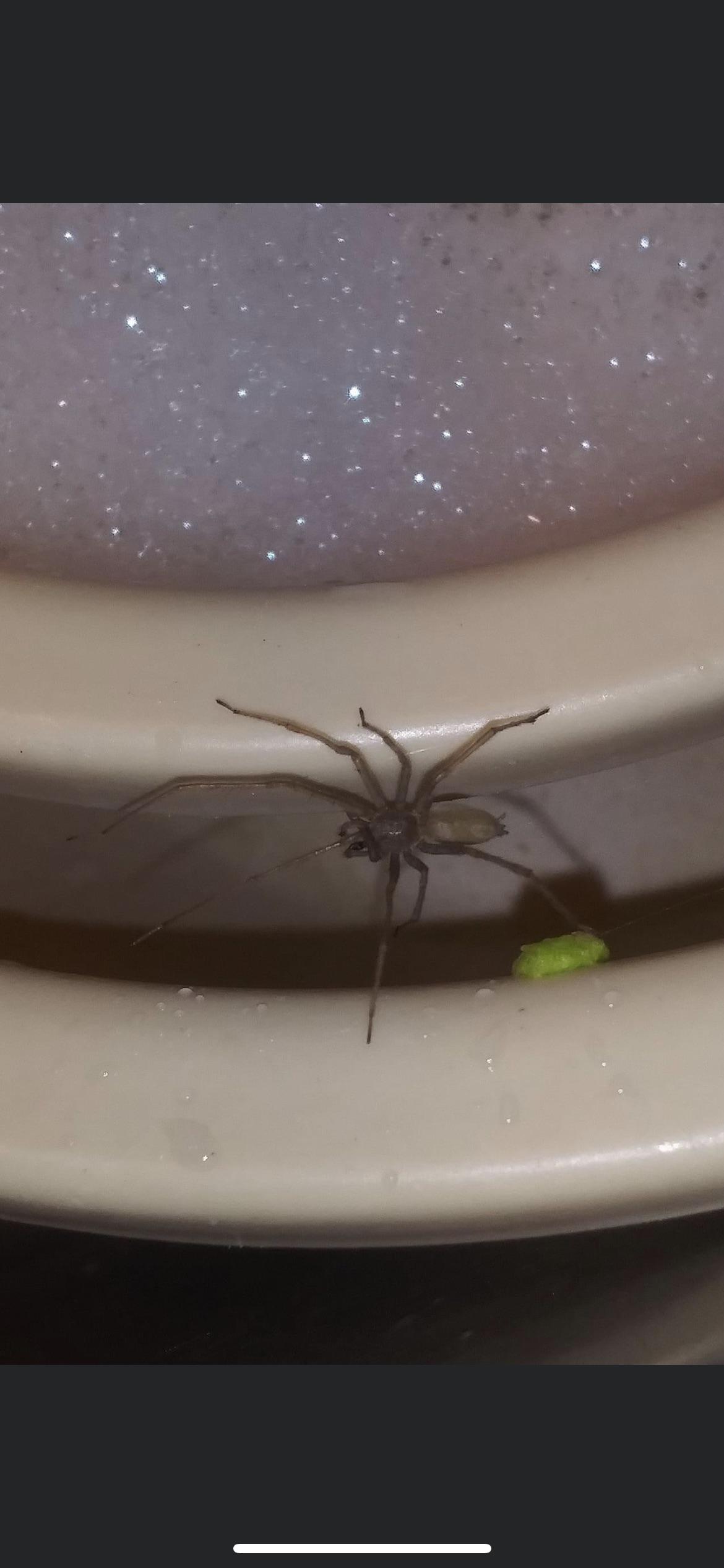 Is this a brown recluse? Found in bathroom in Michigan r/spiders