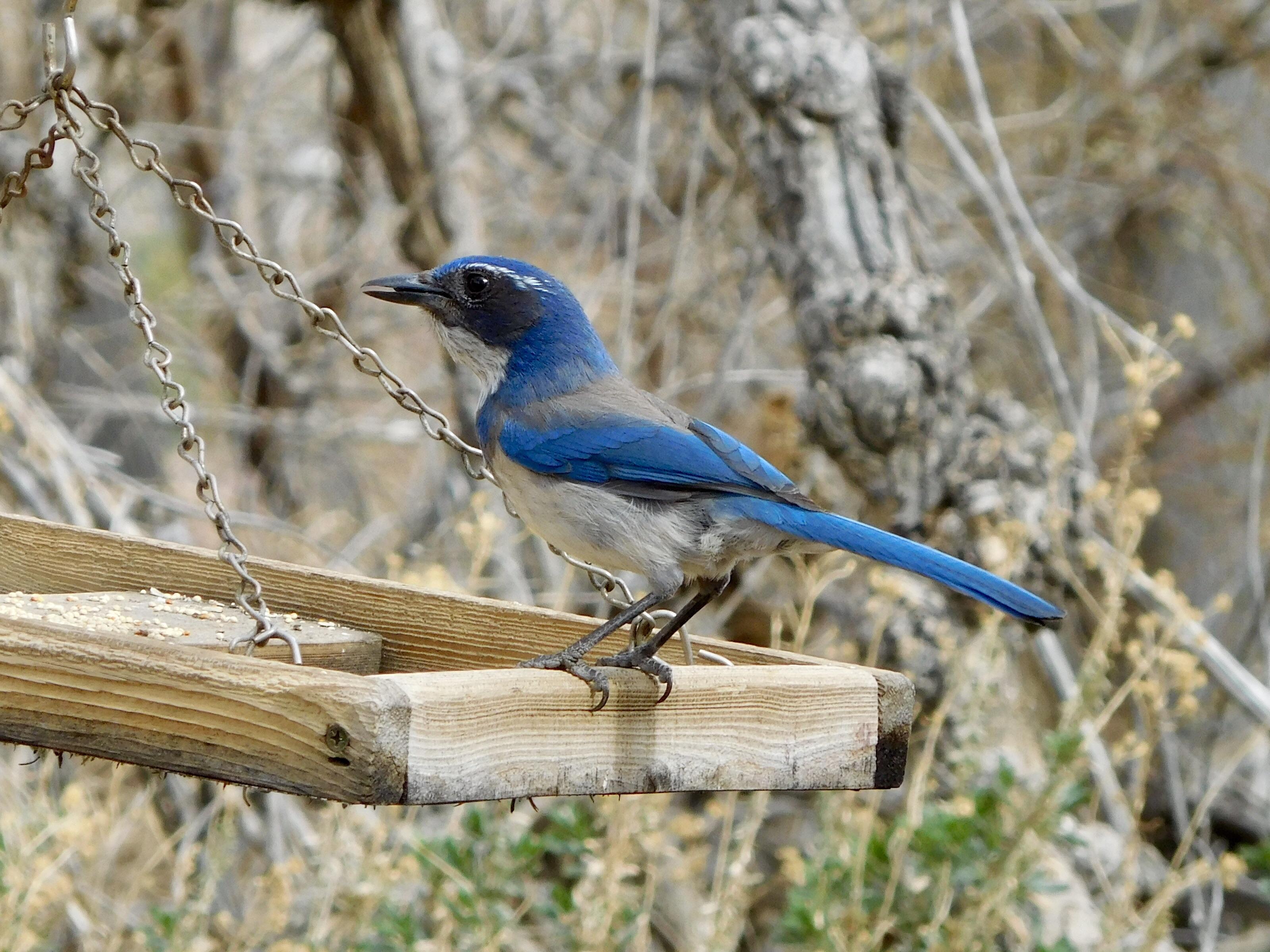 California Scrub Jay today at Big Morongo Canyon Preserve in California. r/birding