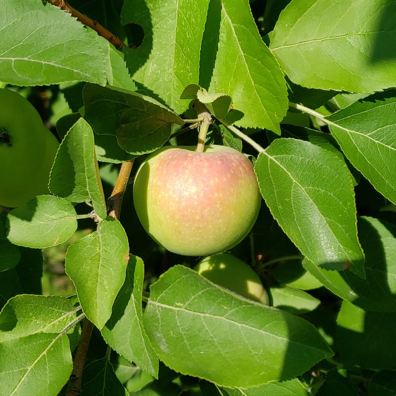 I have a crab apple cider tree and I plan to make a hard cider wild