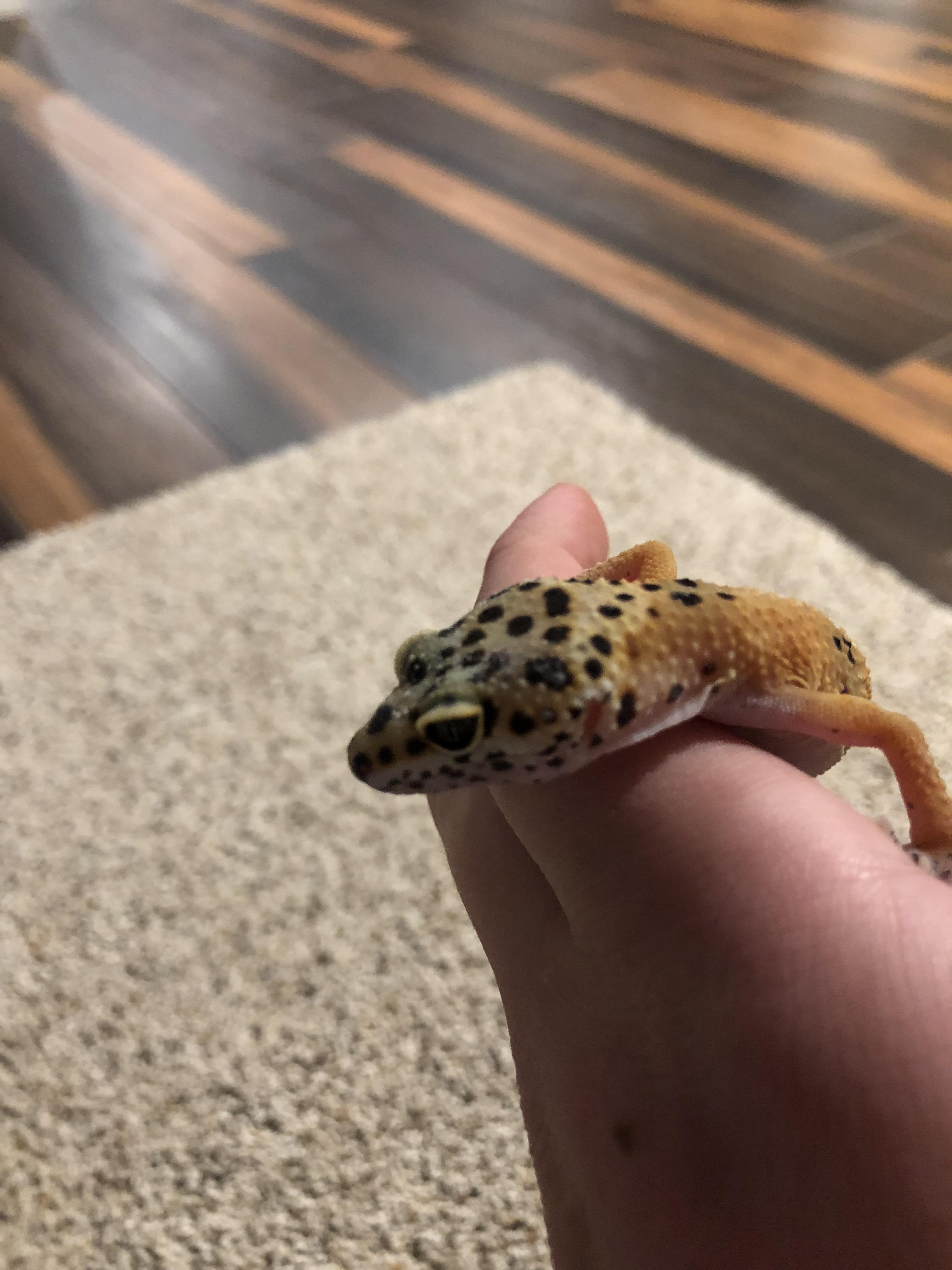 Leopard Gecko White Spots On Skin Potrek Png