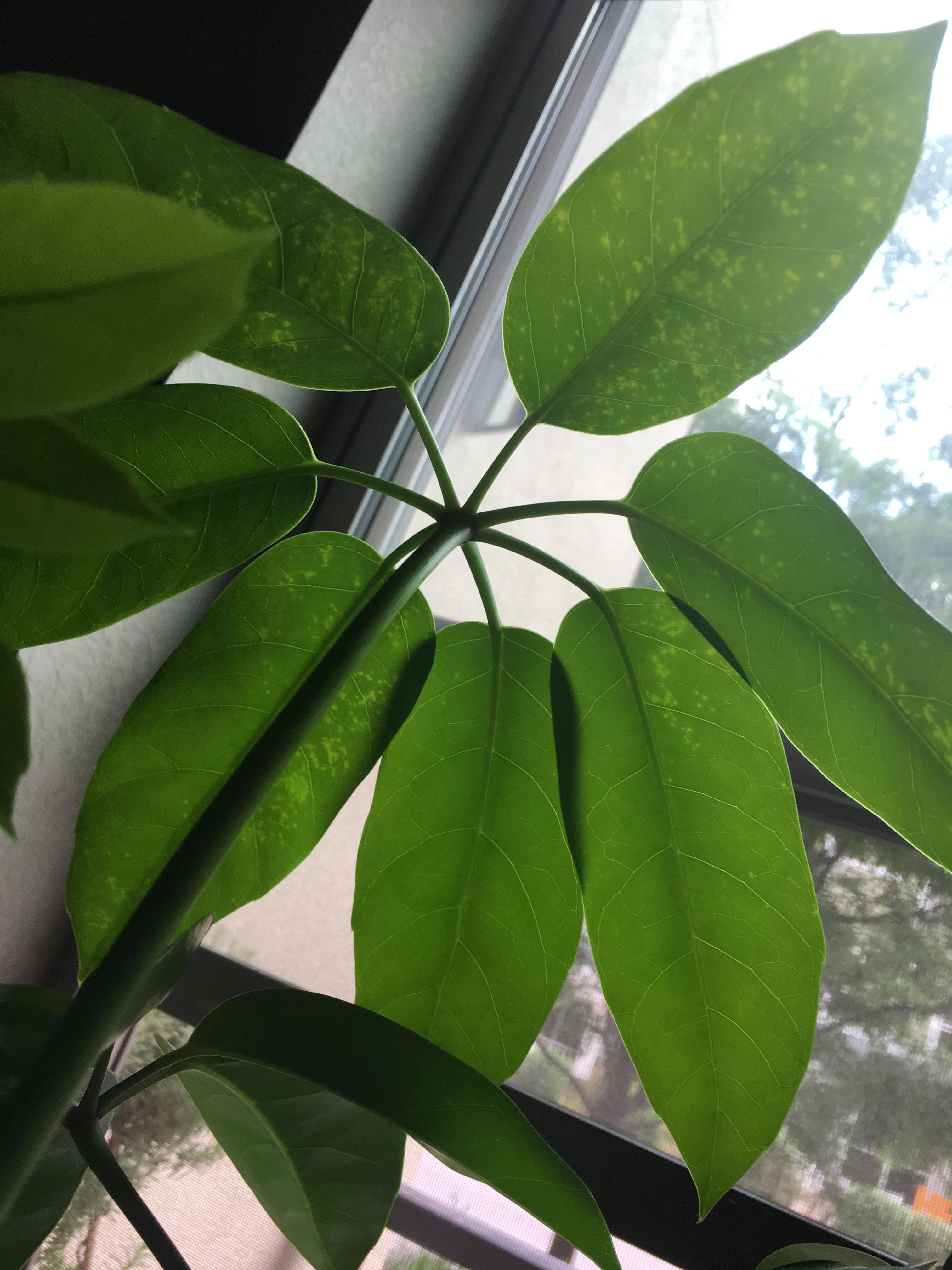 What’s going on with my umbrella plant? I noticed these pale spots