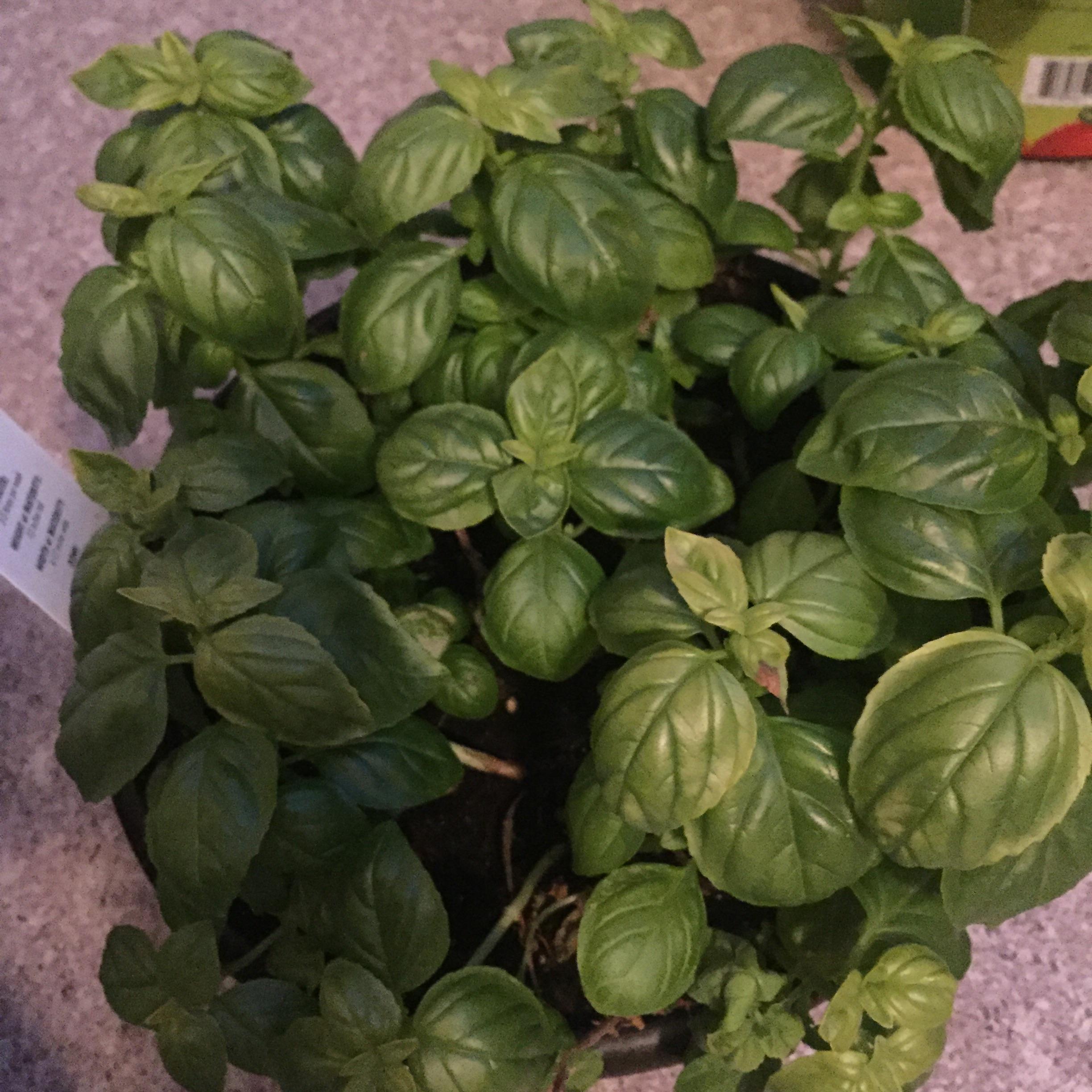 Help! My Basil plant is slowly dying!! The rest in comments. r/gardening