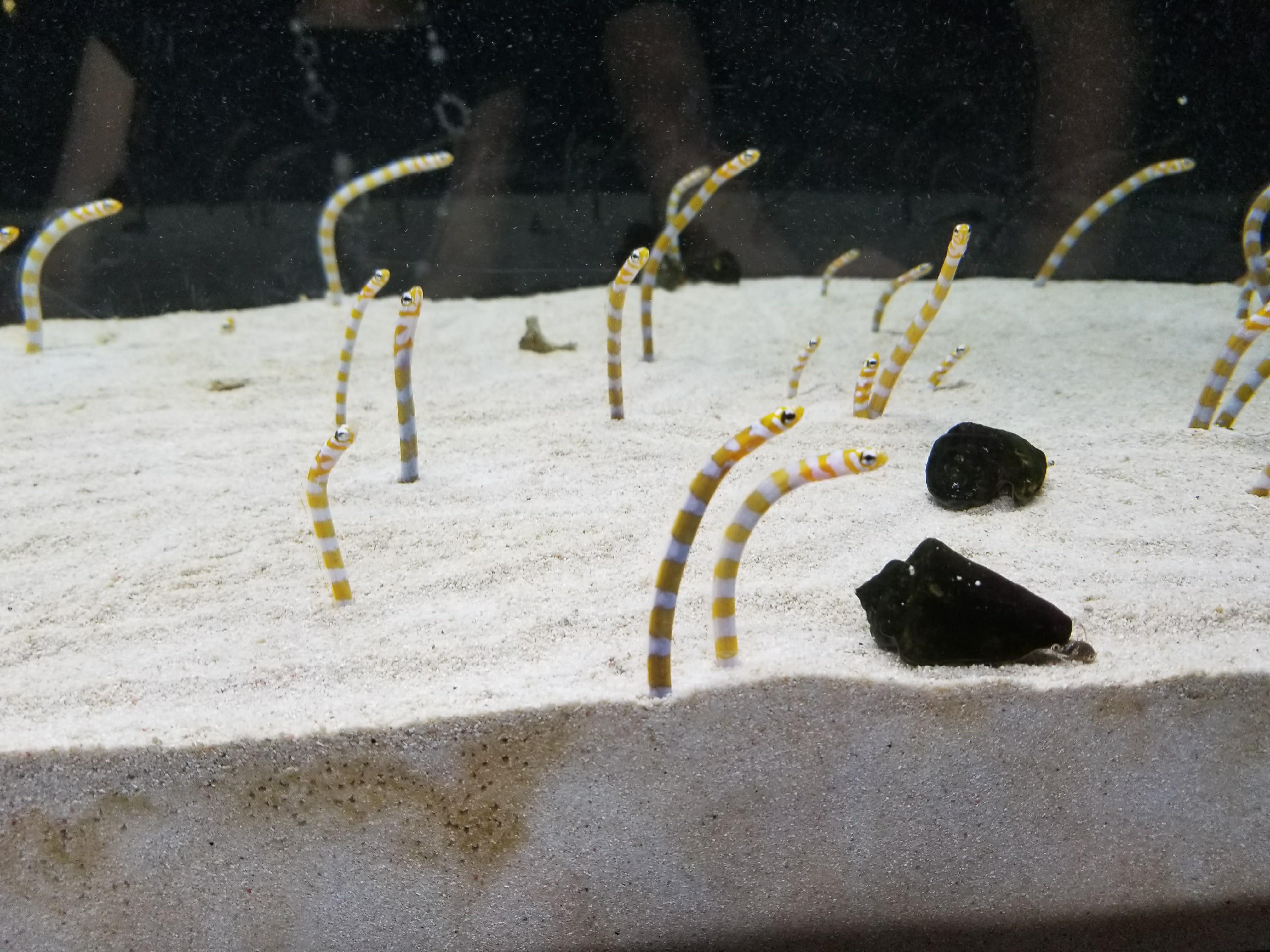 Splendid garden eel, aka orangebanded garden eel preclara), an IndoPacific conger