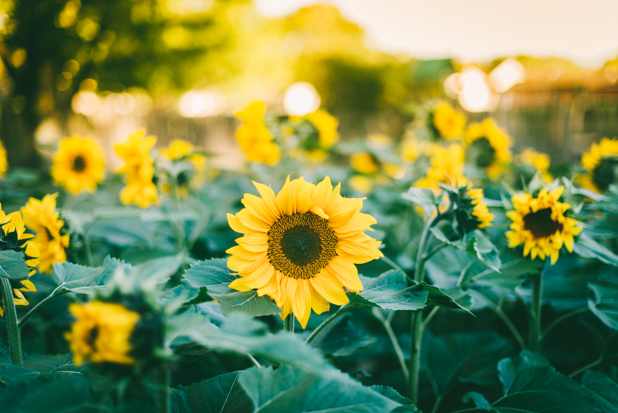 We planted a bunch of sunflowers in late July, and they're blooming now