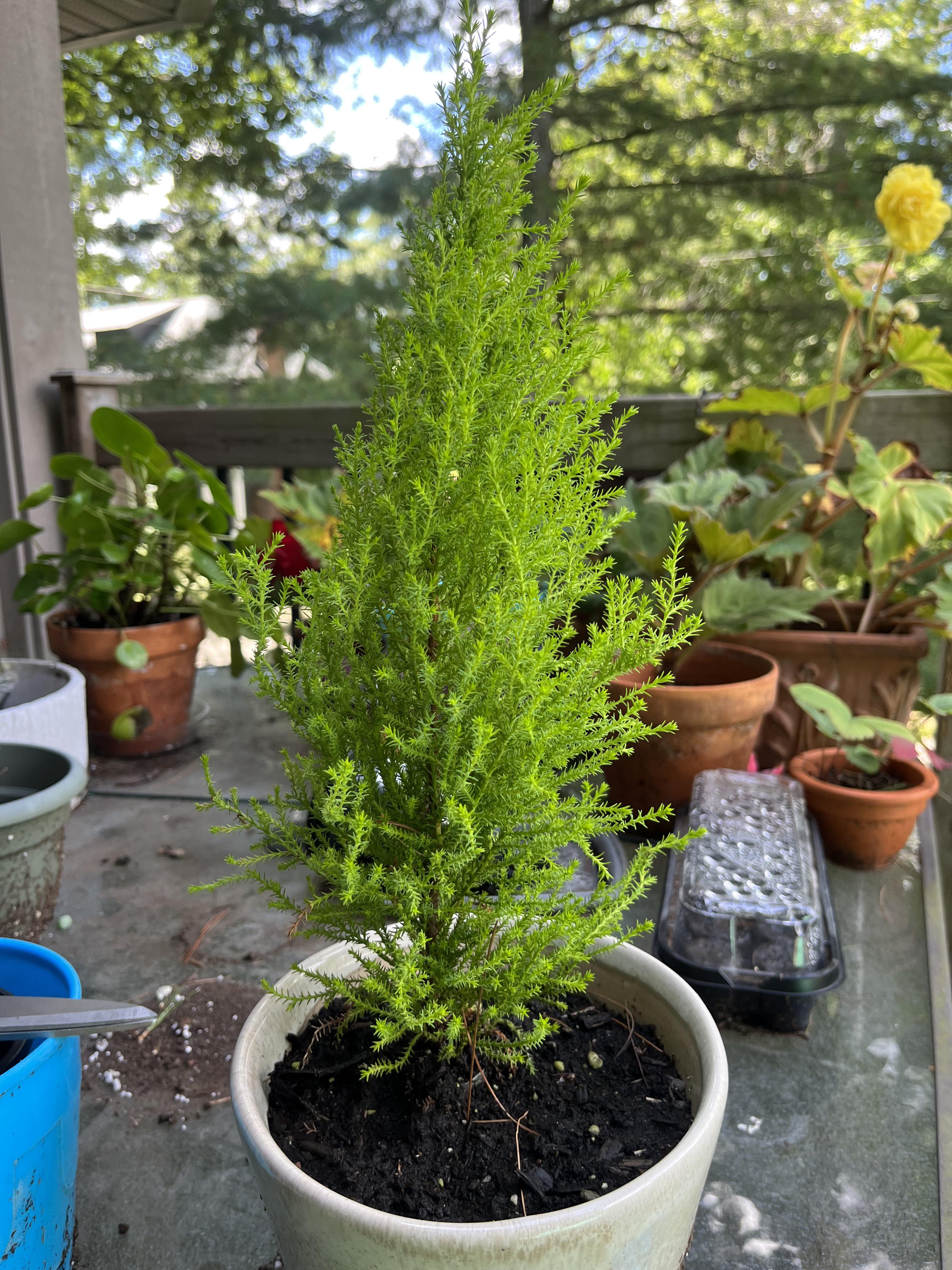 What is this plant called? It smells almost like citronella r/gardening