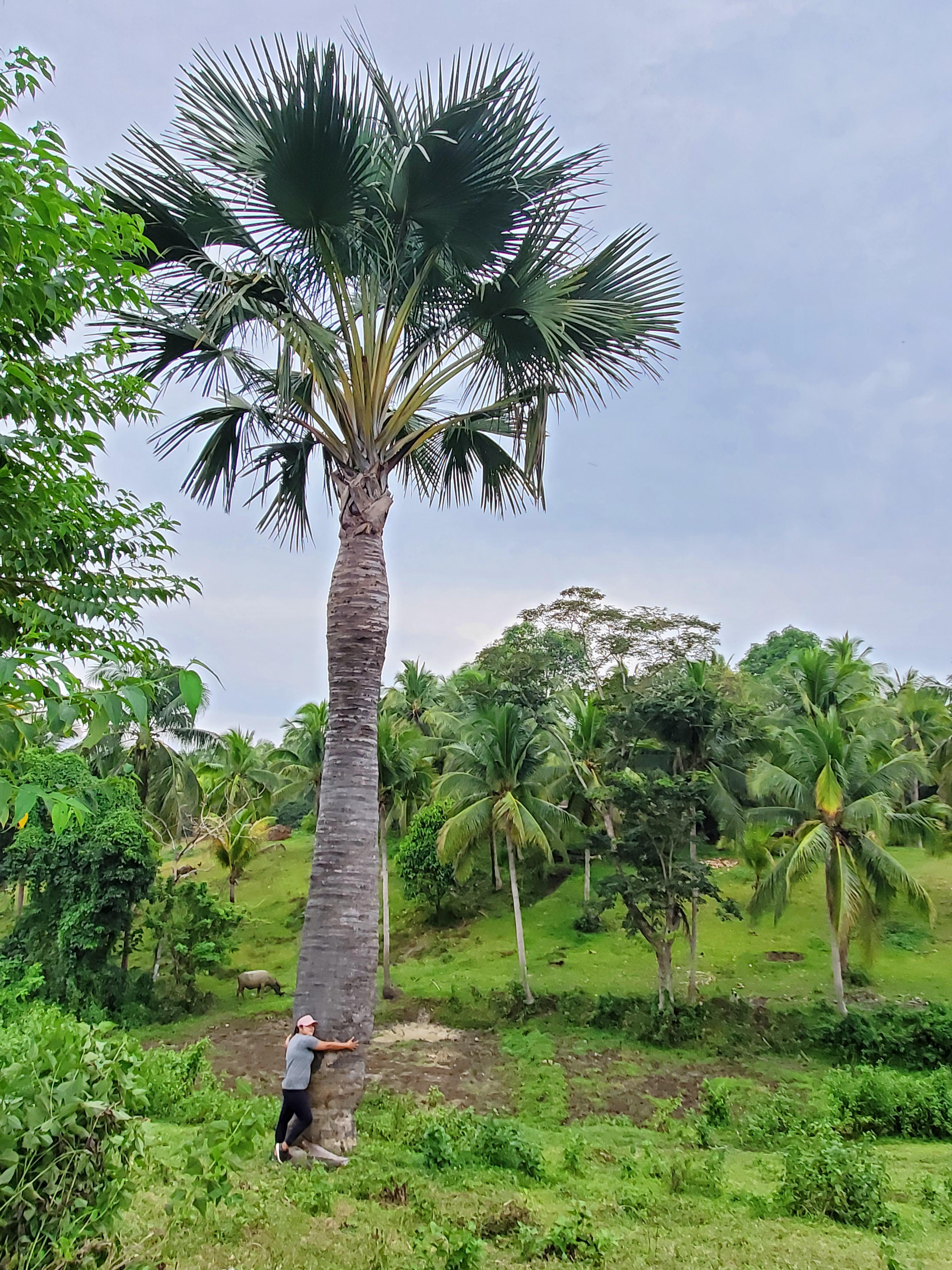 Mansanita Tree In The Philippines