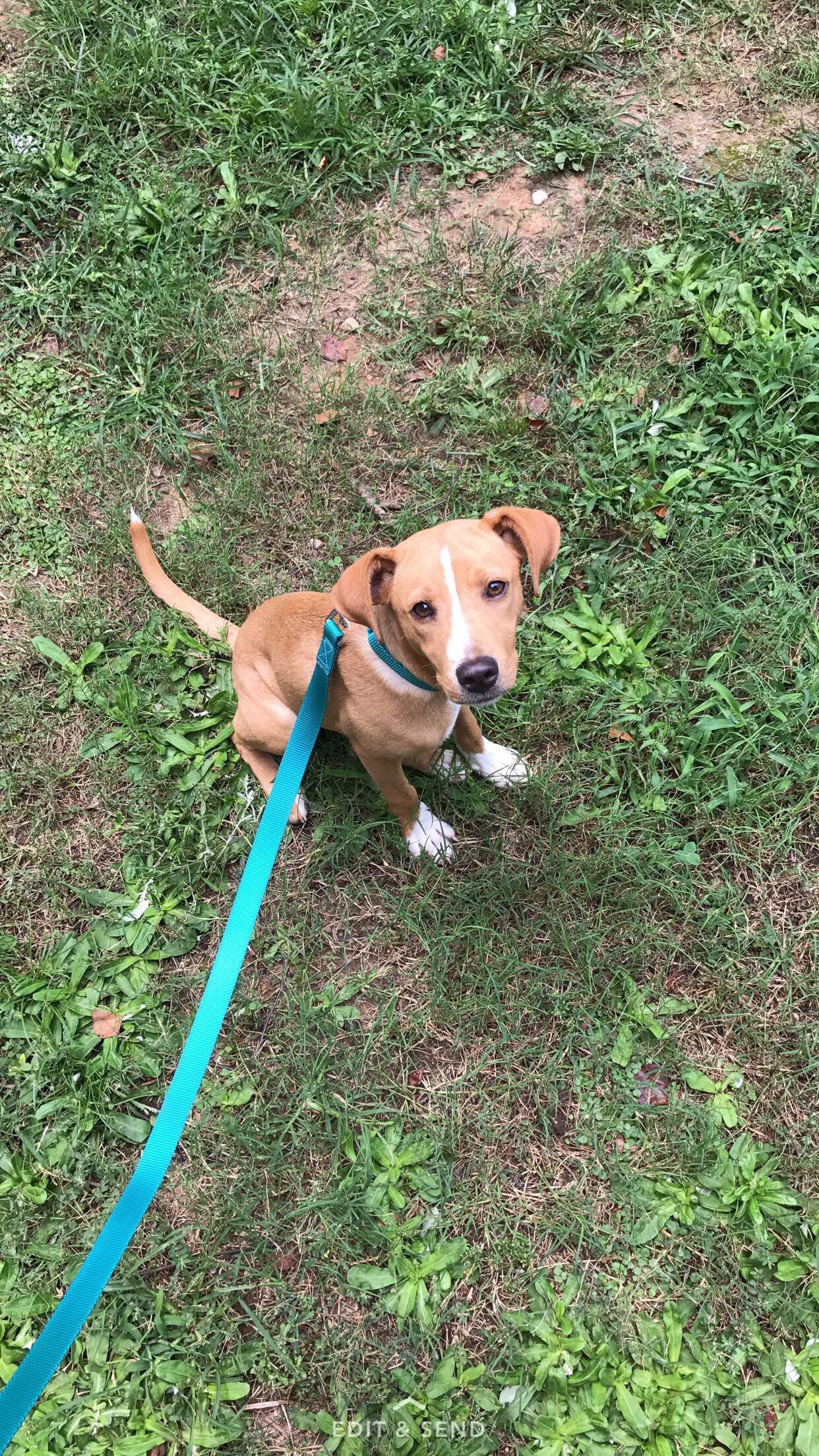 [Help] First time dog owner, and we couldn’t love our boy more! Rescued