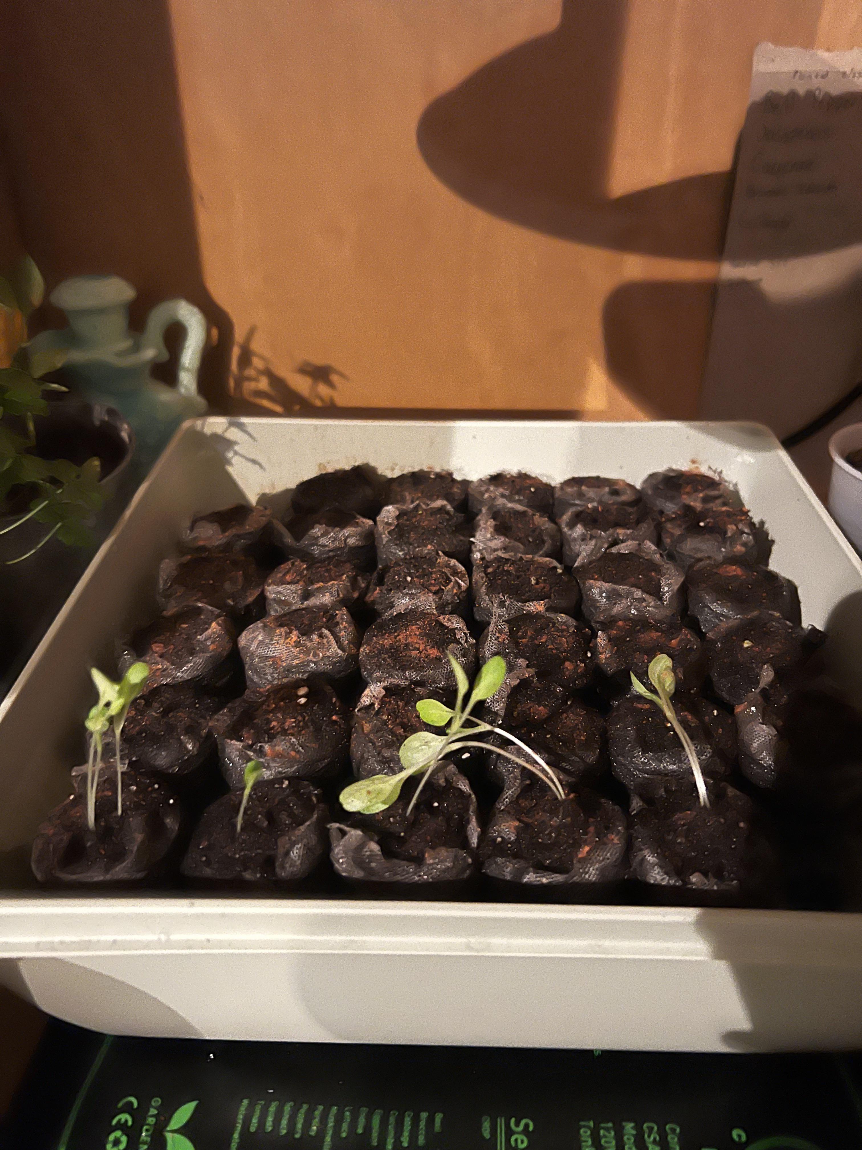 Why are my (lettuce) sprouts falling over? r/plantclinic