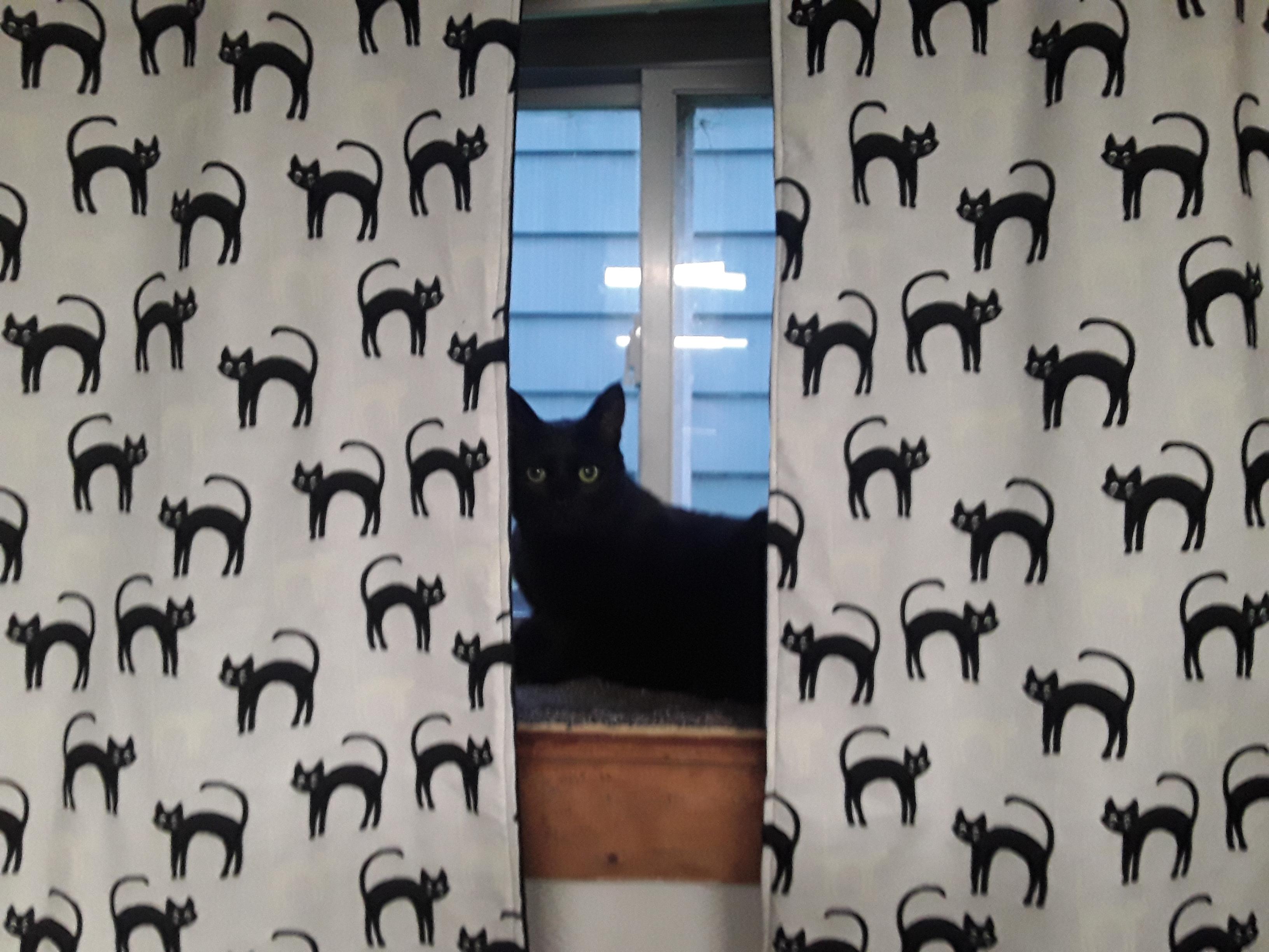 She loves this window so I made curtains to match her. r/blackcats