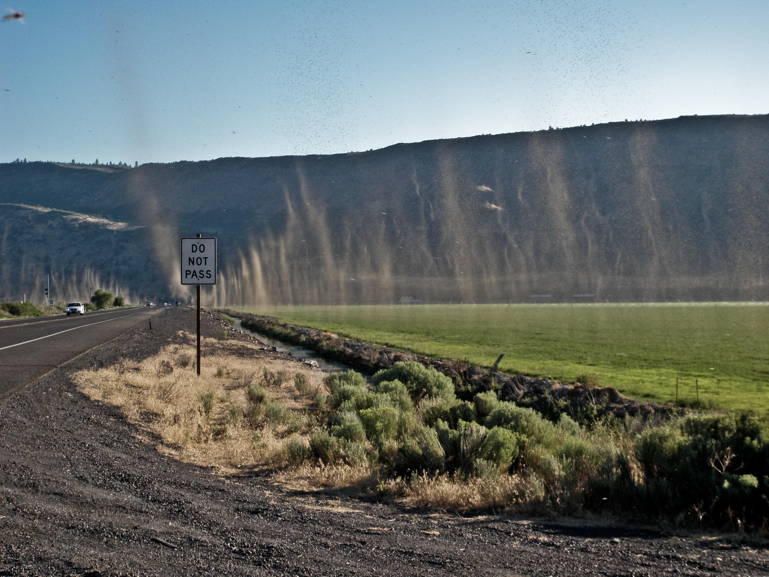 Summertime Midges on Along Upper Klamath Lake, North of Klamath Falls