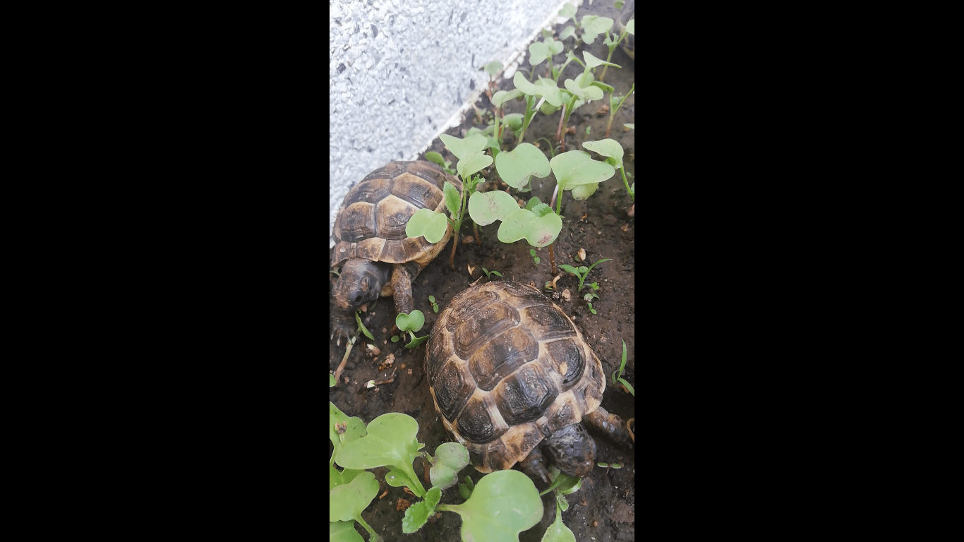 I Sowed Radishes and Gave the Little Cuties to Eat [In a Small Forest