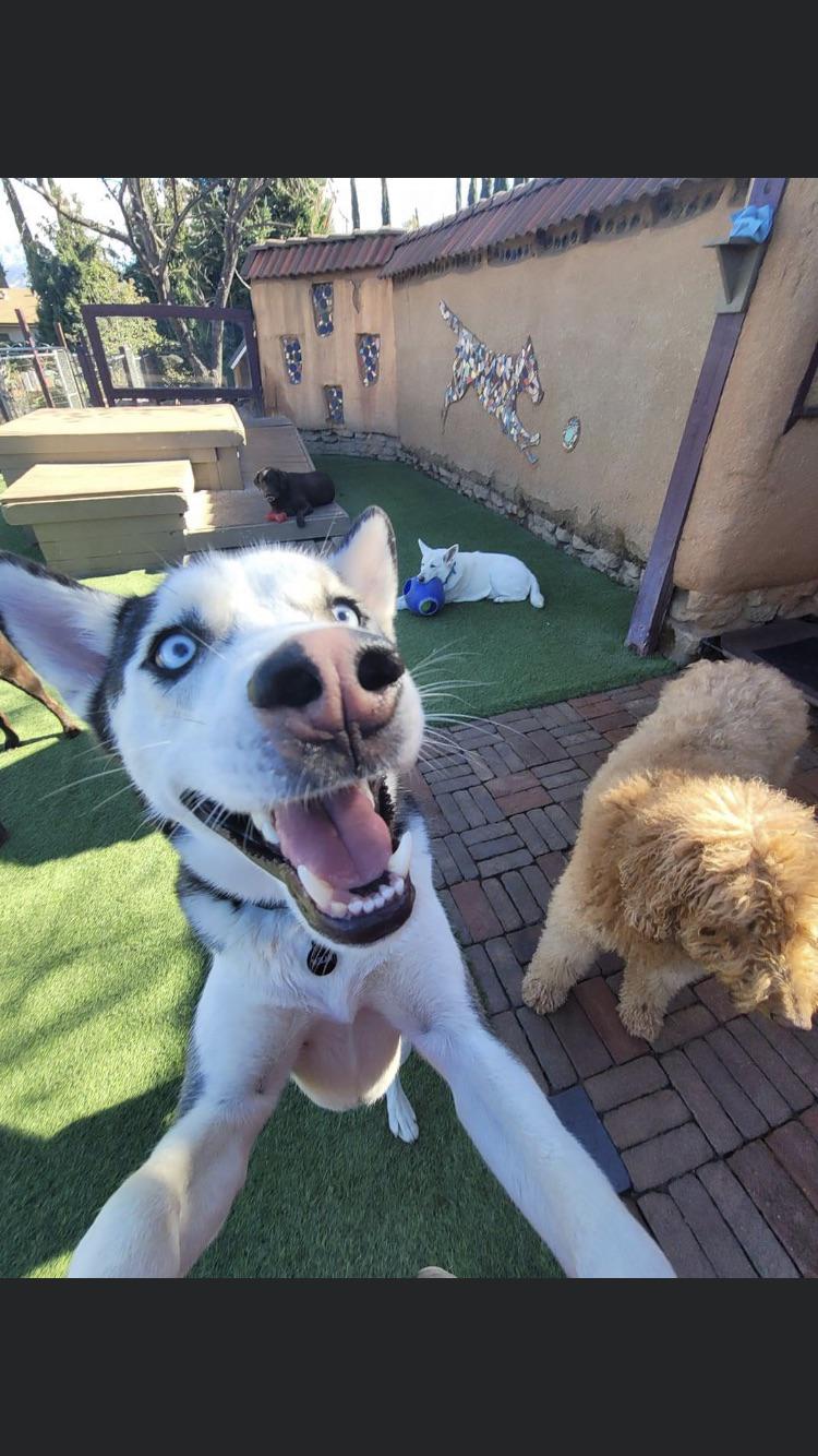 Little buddy at day care 😋 siberianhusky