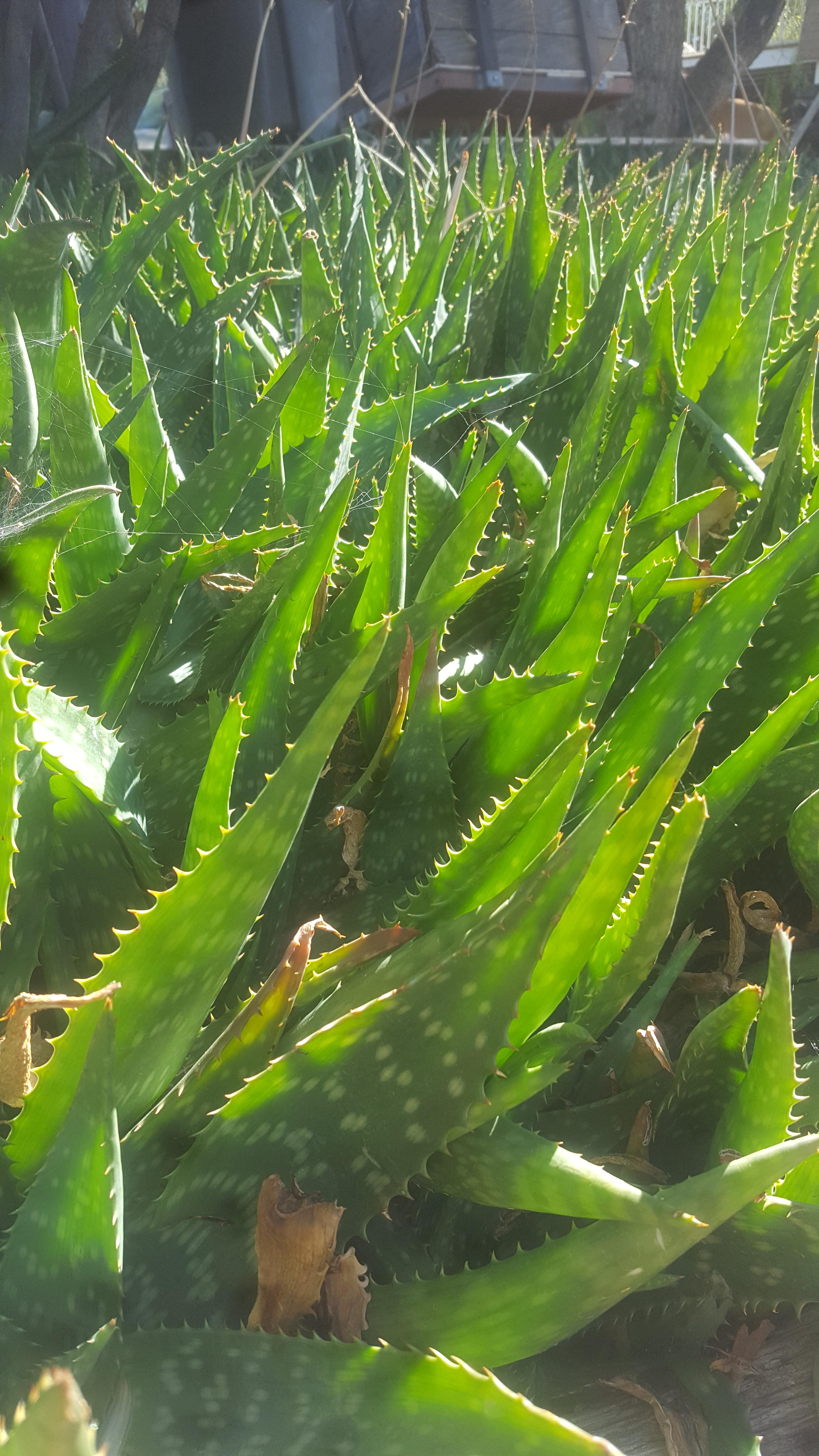 What healthy aloe looks like.. succulents