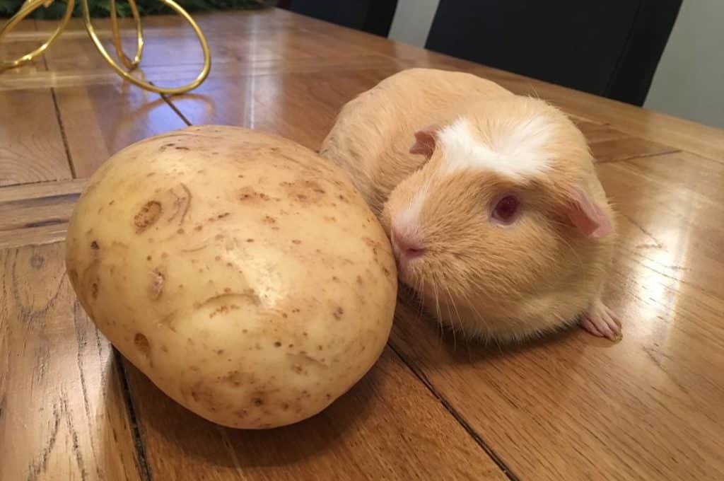 Guinea pig hanging out with a potato r/aww