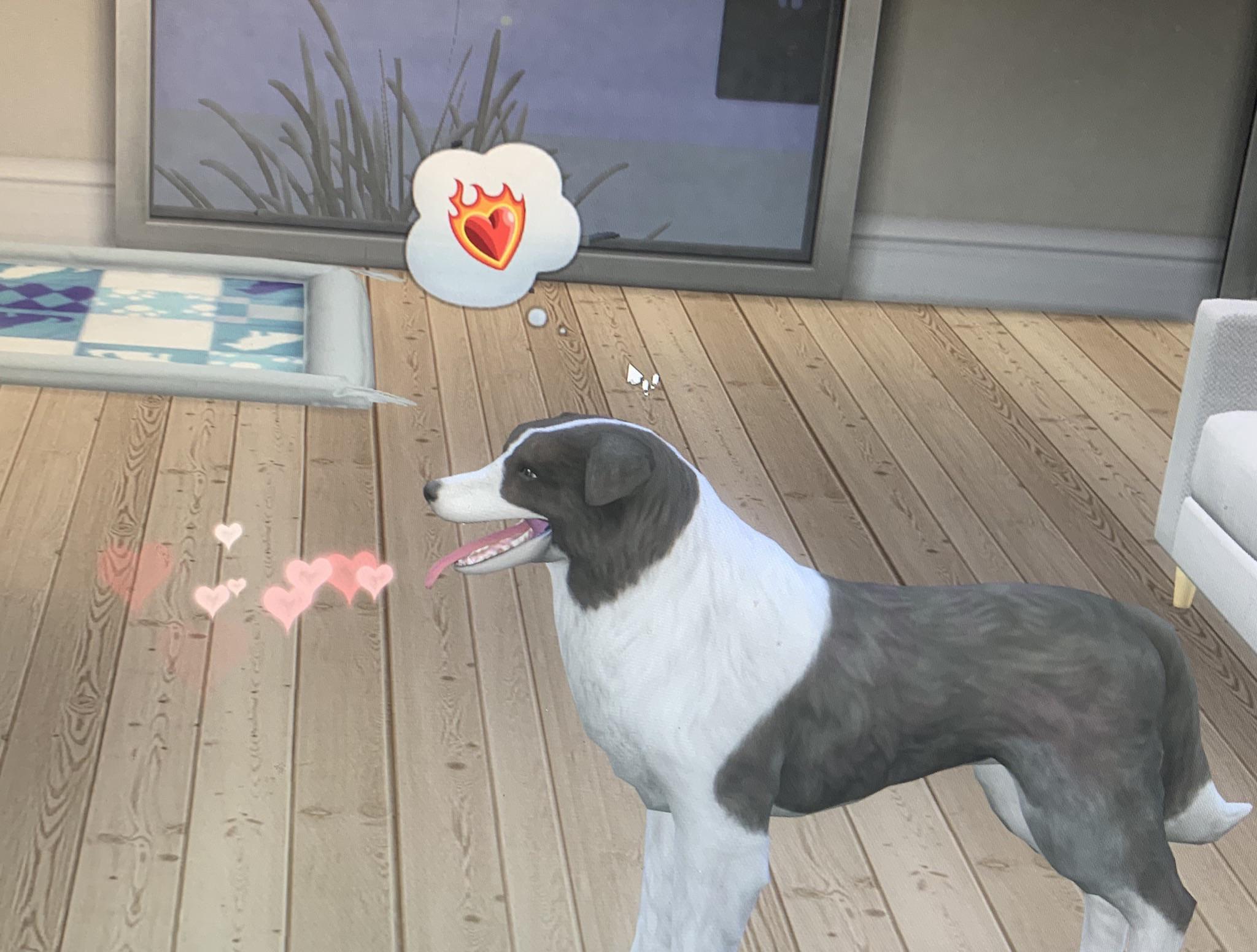 Sims dog has been doing this. What does it mean? Sims4