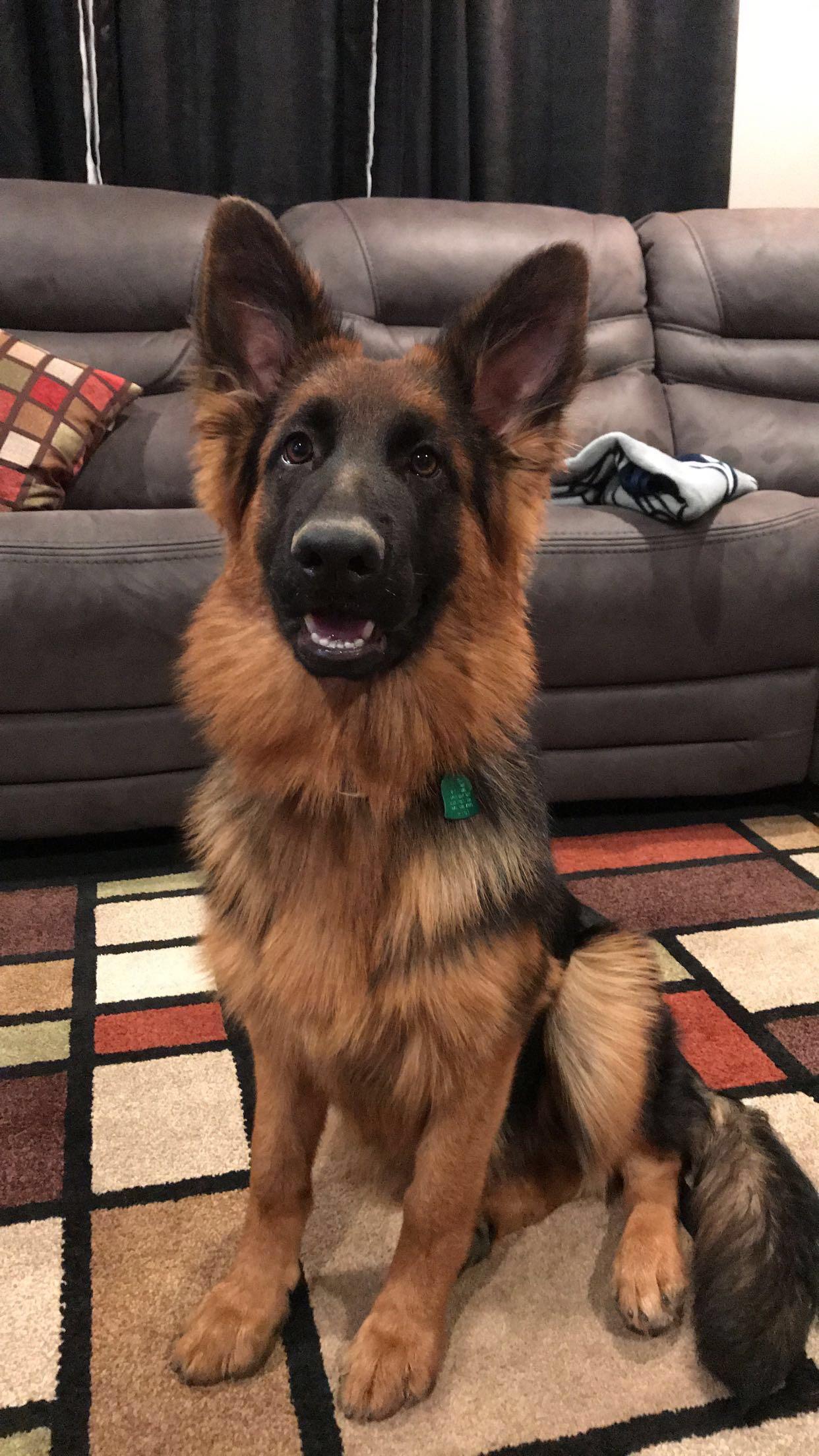 Meet maya, my first long coat german Shepherd ! 6 months 48 lbs r
