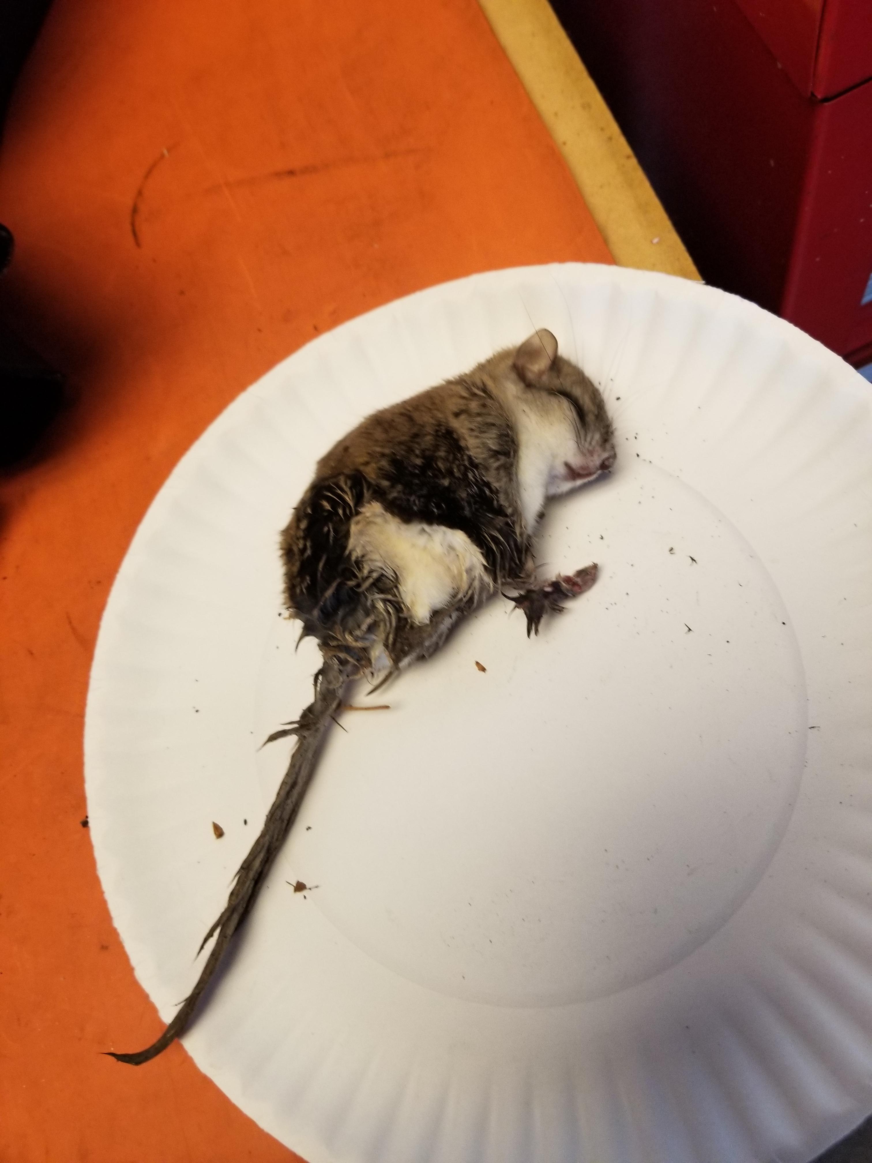 What animal is this? Caught in mouse trap in central Minnesota. r