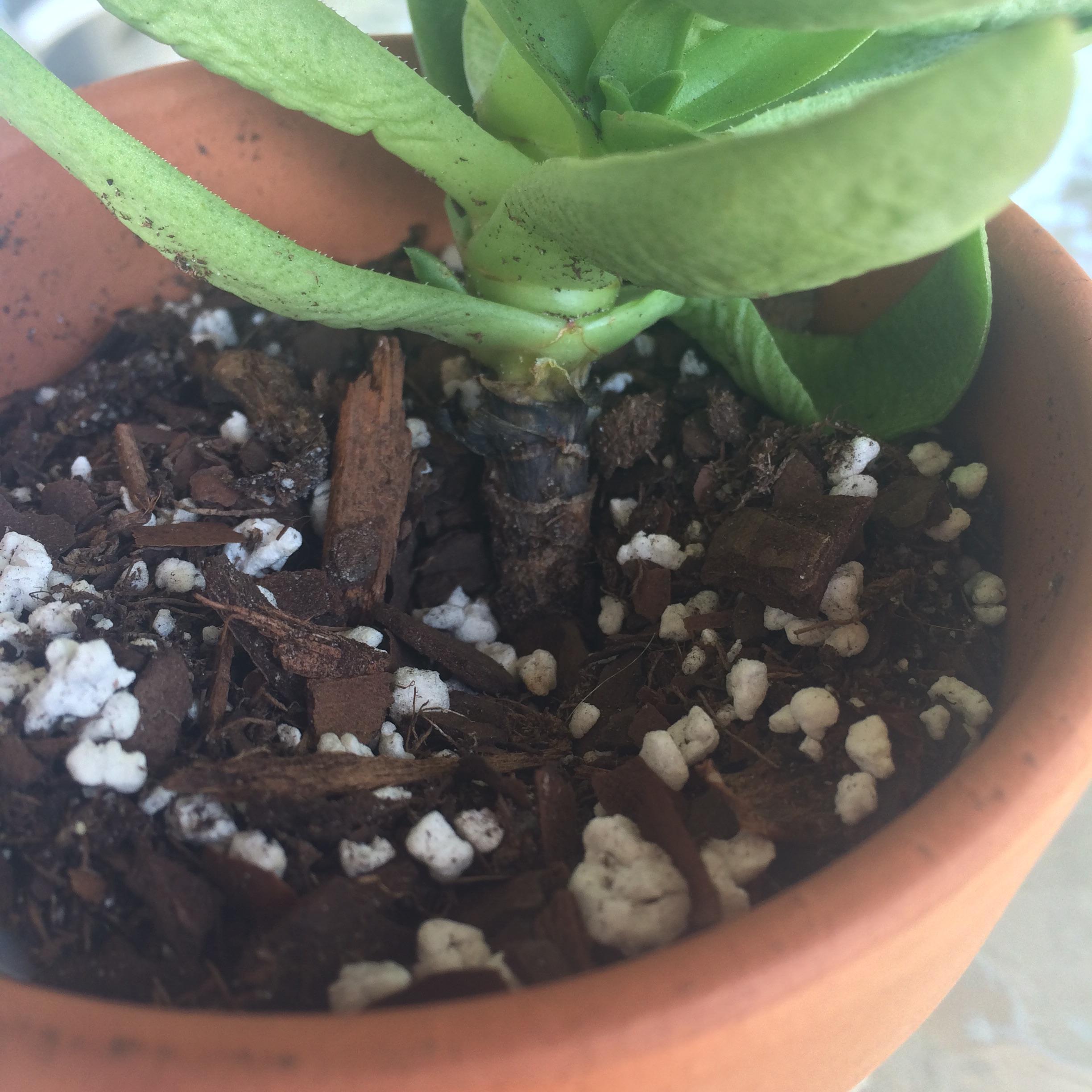 Is this root rot? succulents