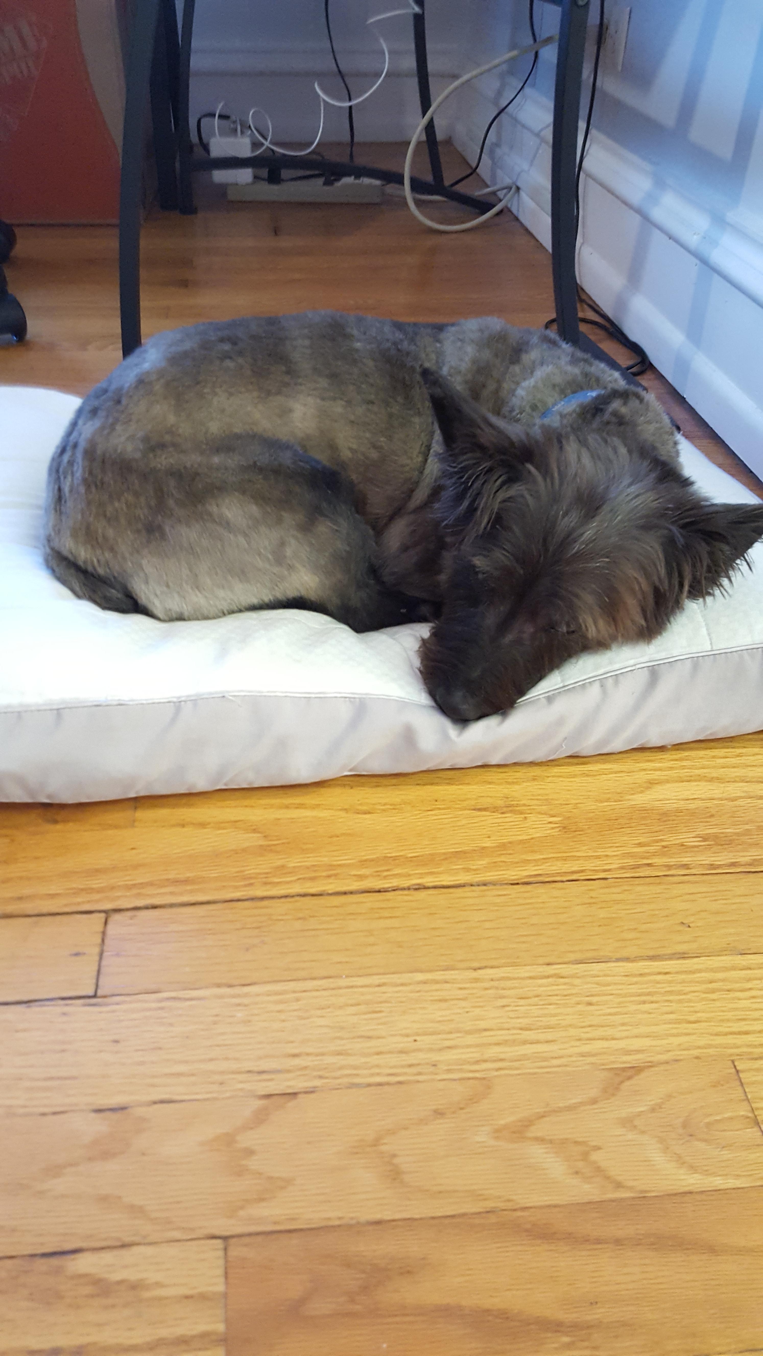 my dog on pillow r/Blessed_Images