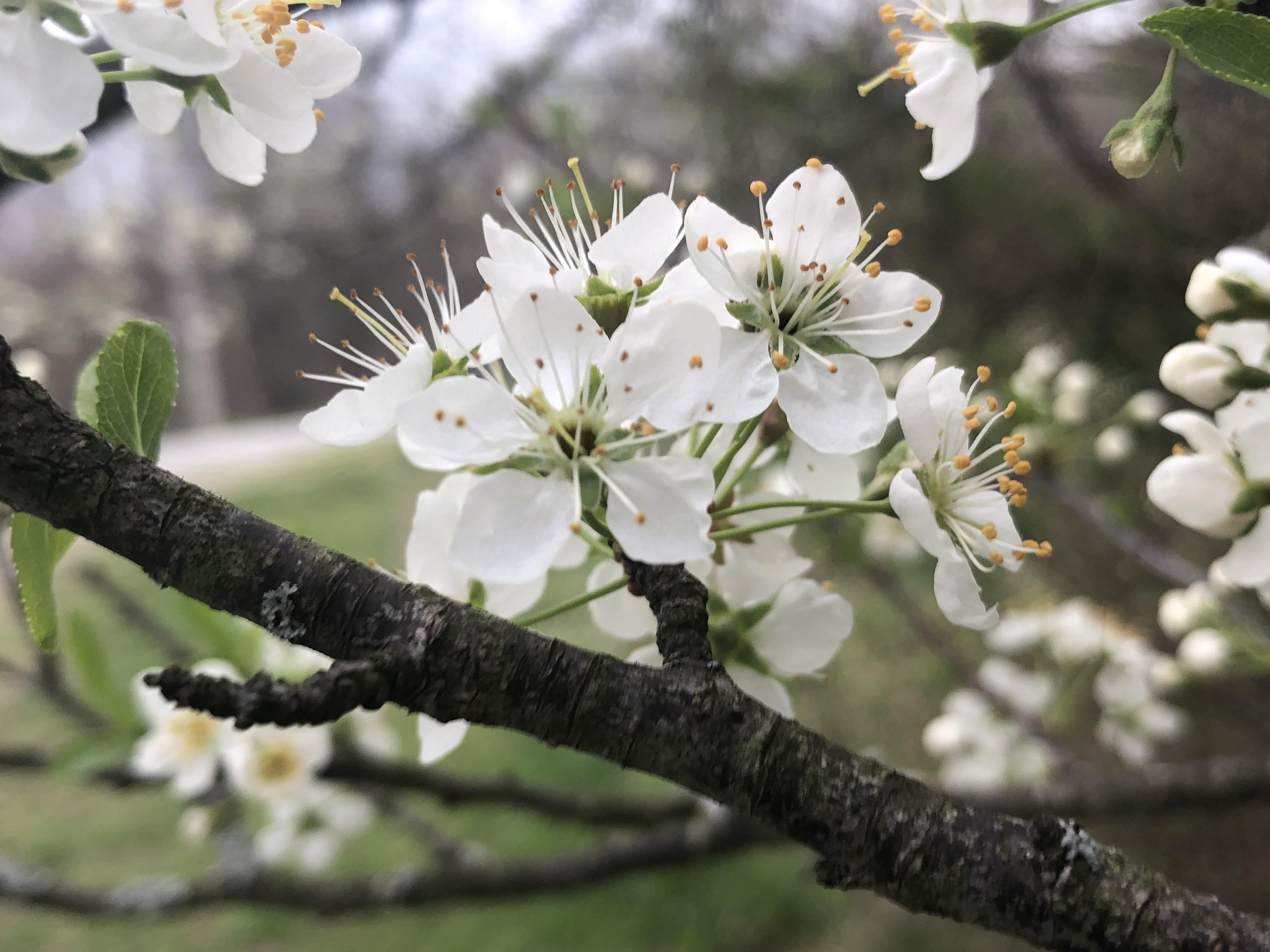 What is this and how can I cut off a branch and replant it? r