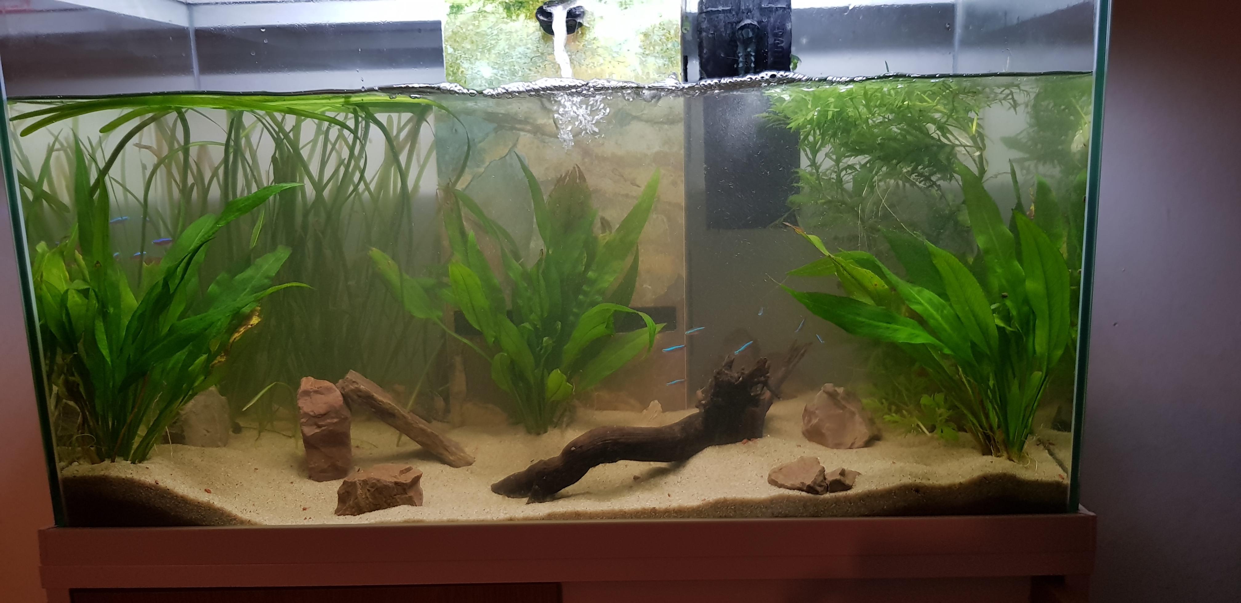 Mid rescape, thoughts? (Water is dirty because I have sand substrate so