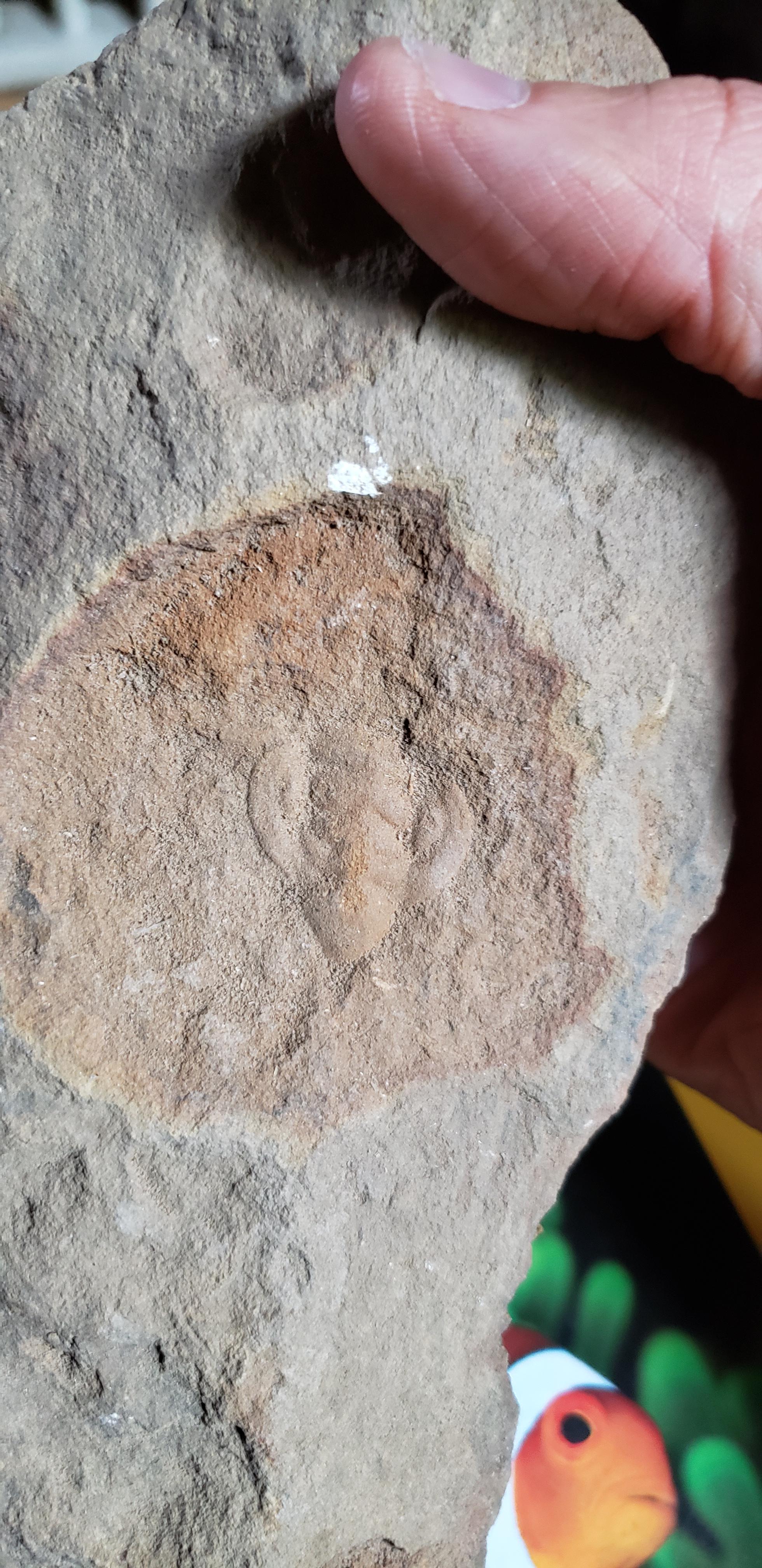 Found in the Monkton Quartzite formation in Vermont. Any ideas? r