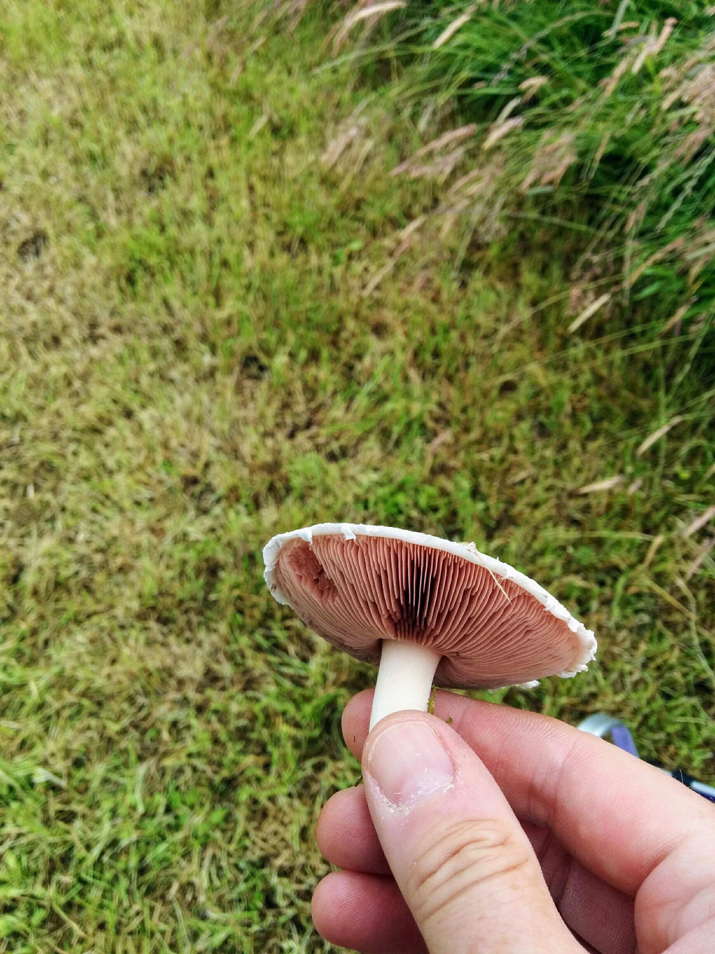 Field mushrooms (A. campestris) are out in SW Scotland. r/foraging