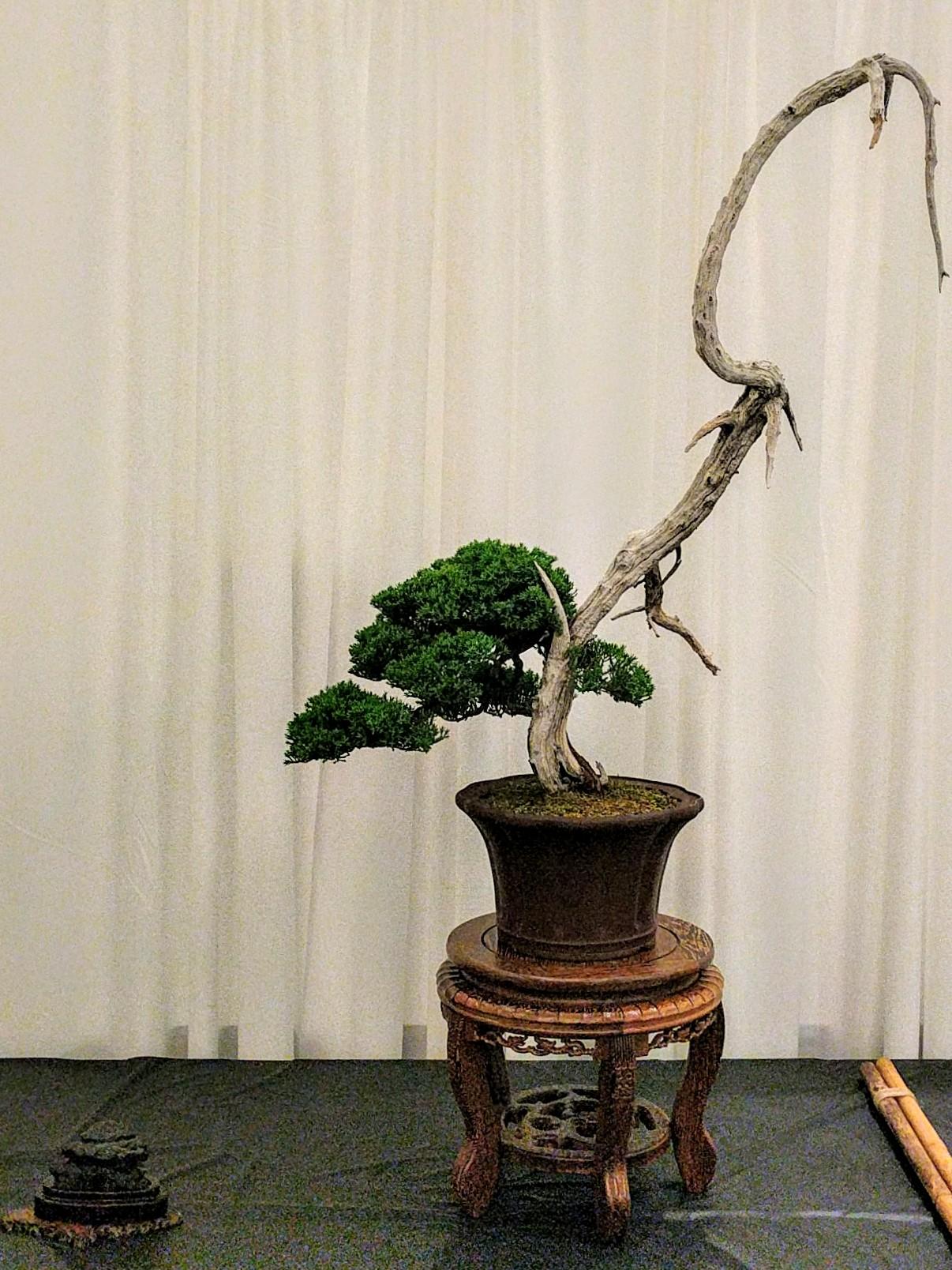 Procumbens Juniper Bonsai on the bayou, Houston, TX, 2019 r/pics