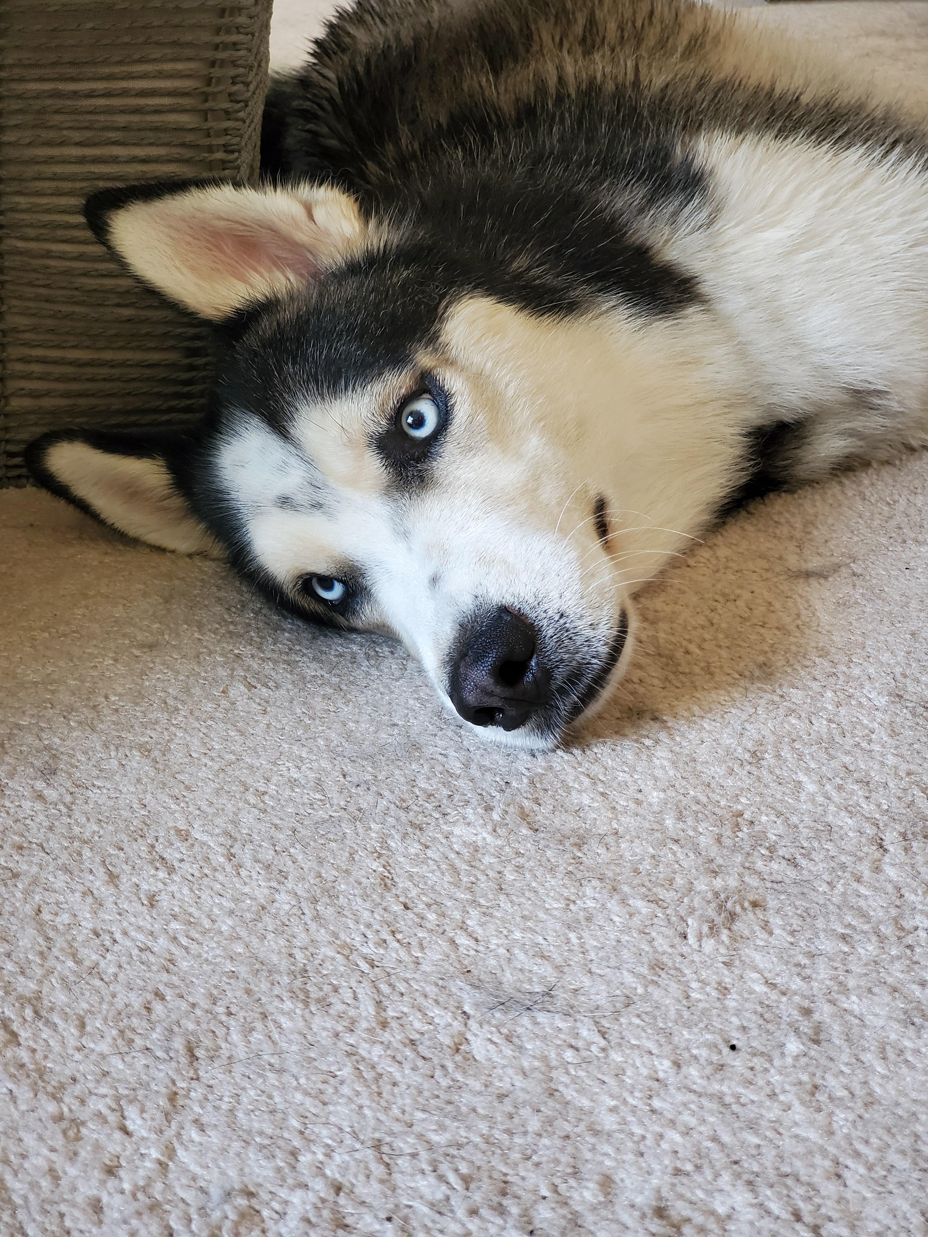 After a long day of daycare and a bath, tired but happy r/husky