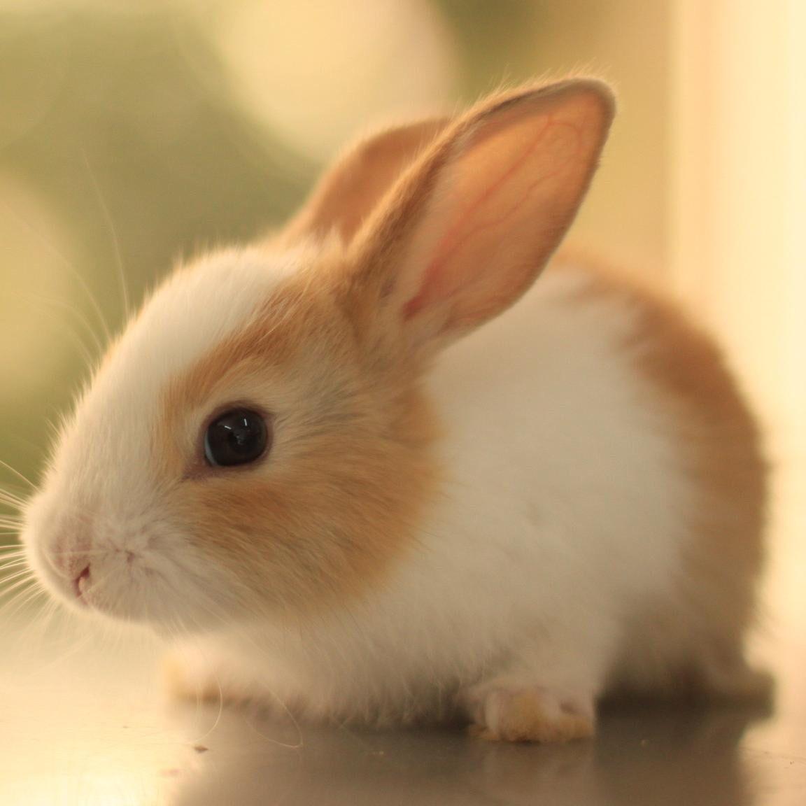 Little bunny r/aww