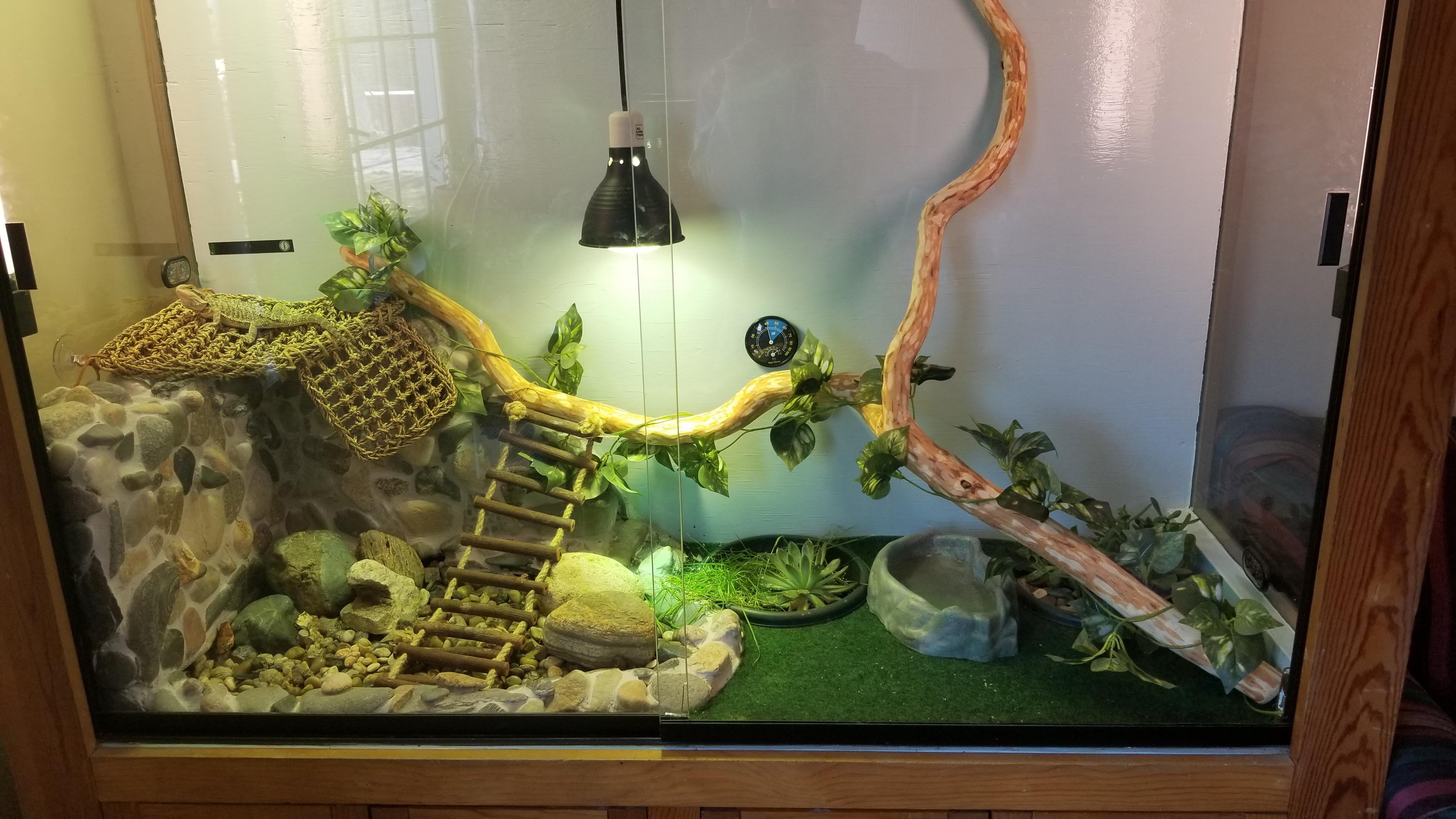 What do you guys think of my beardie's enclosure? (6ft long, 2ft deep