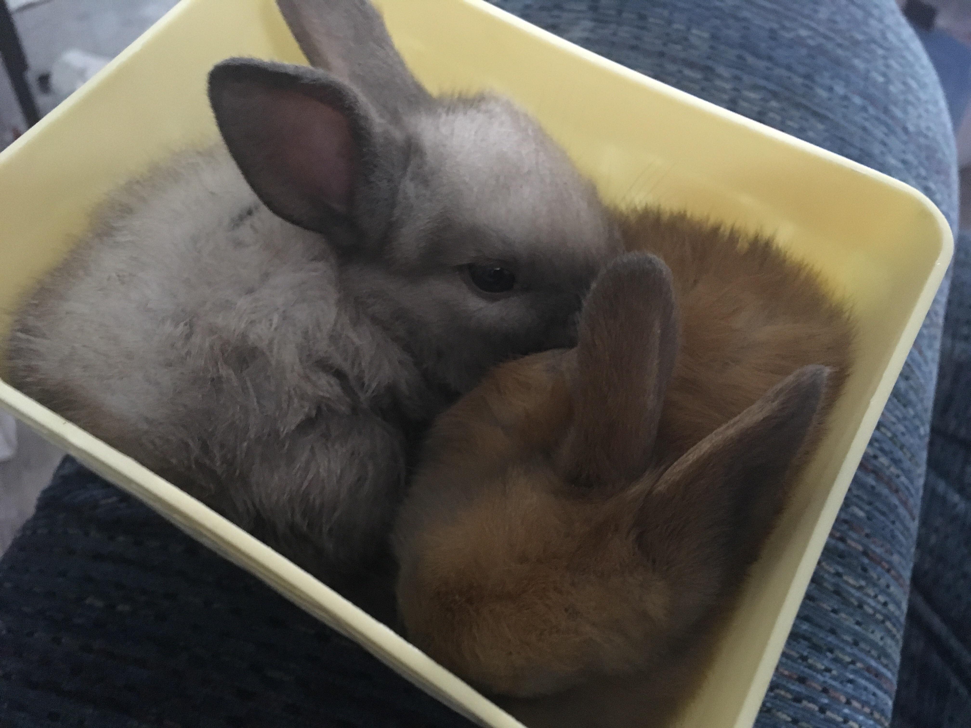 If it fits I sits r/Rabbits