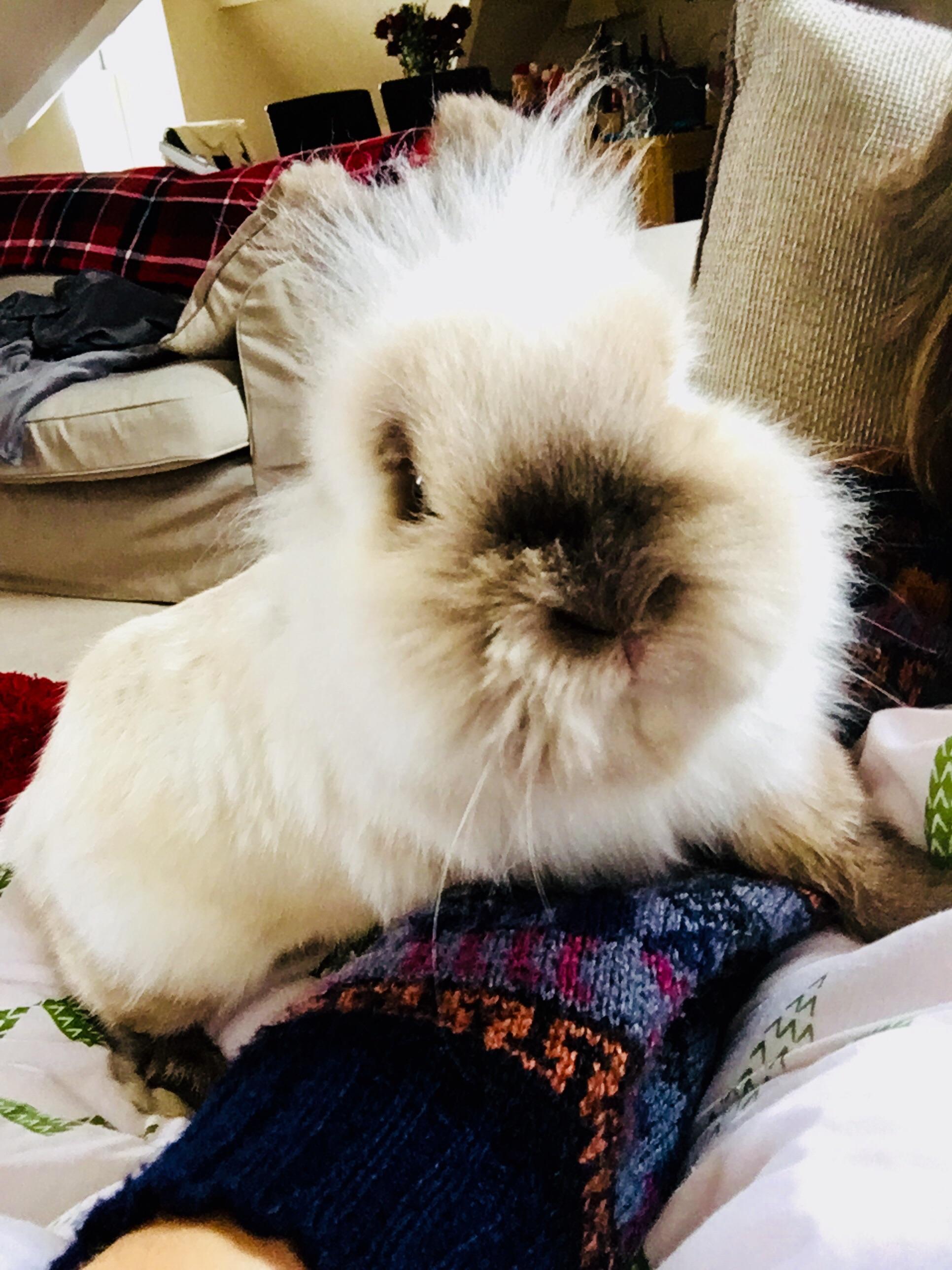 The best sick bed bunny r/Rabbits