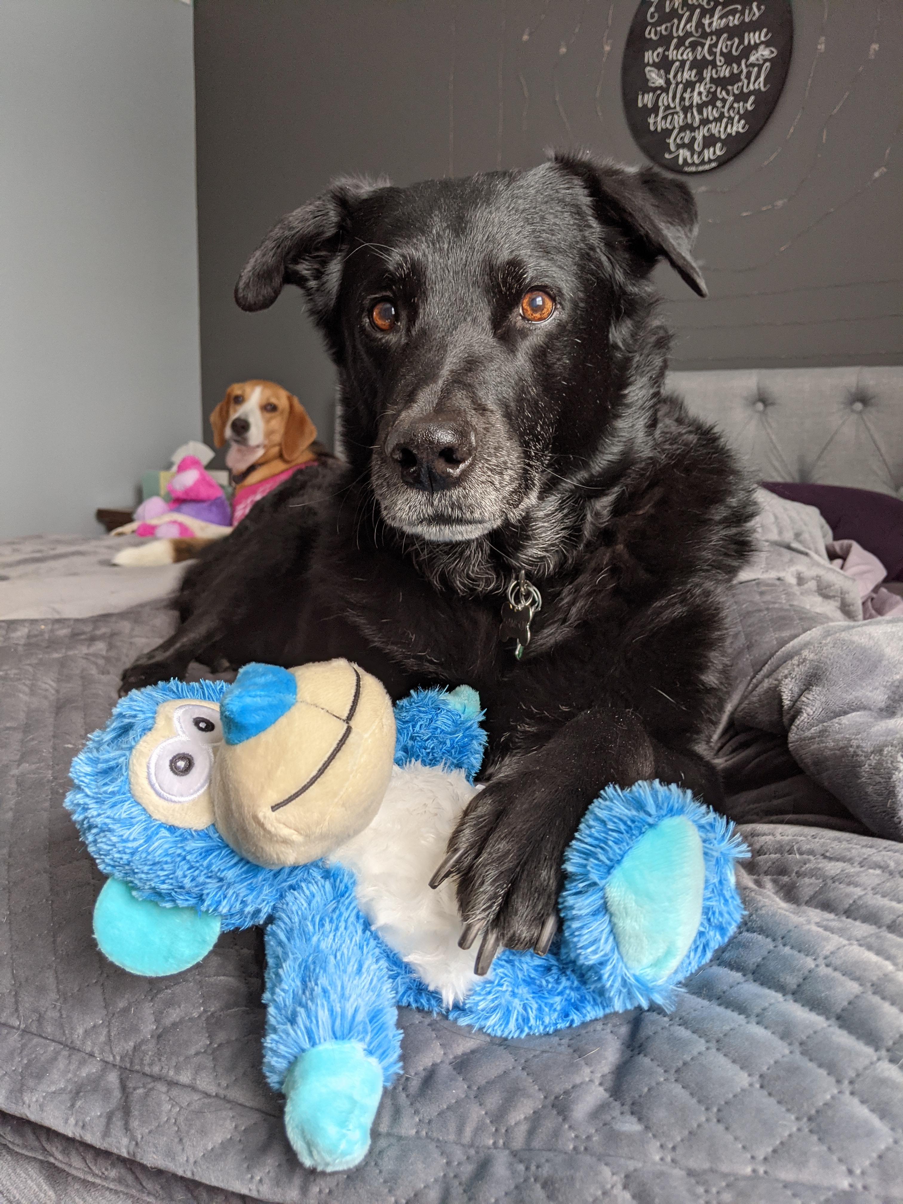 Despite their serious faces, my pups are loving the KONG dog toy set