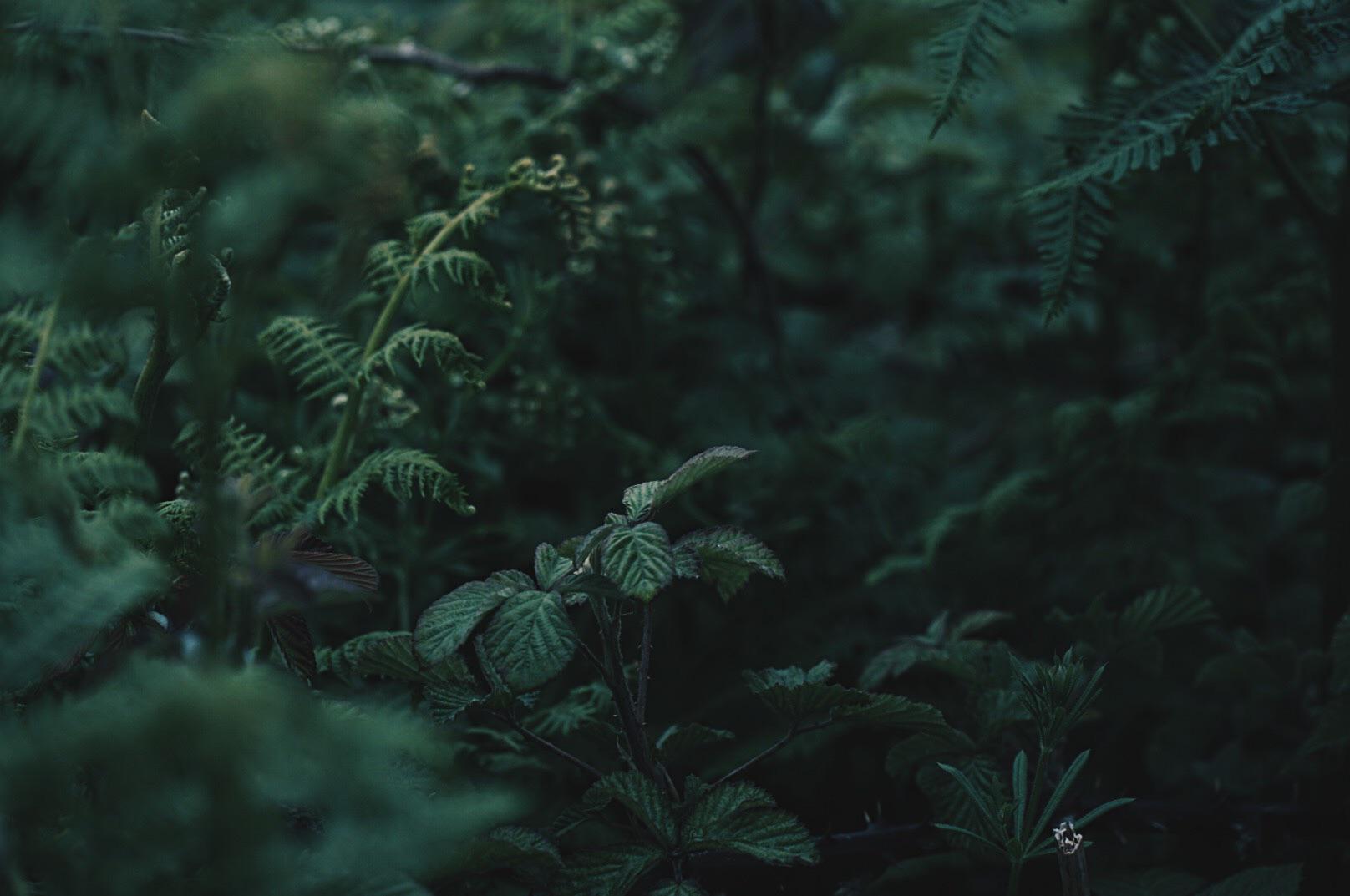 Earthy Greens r/Forest