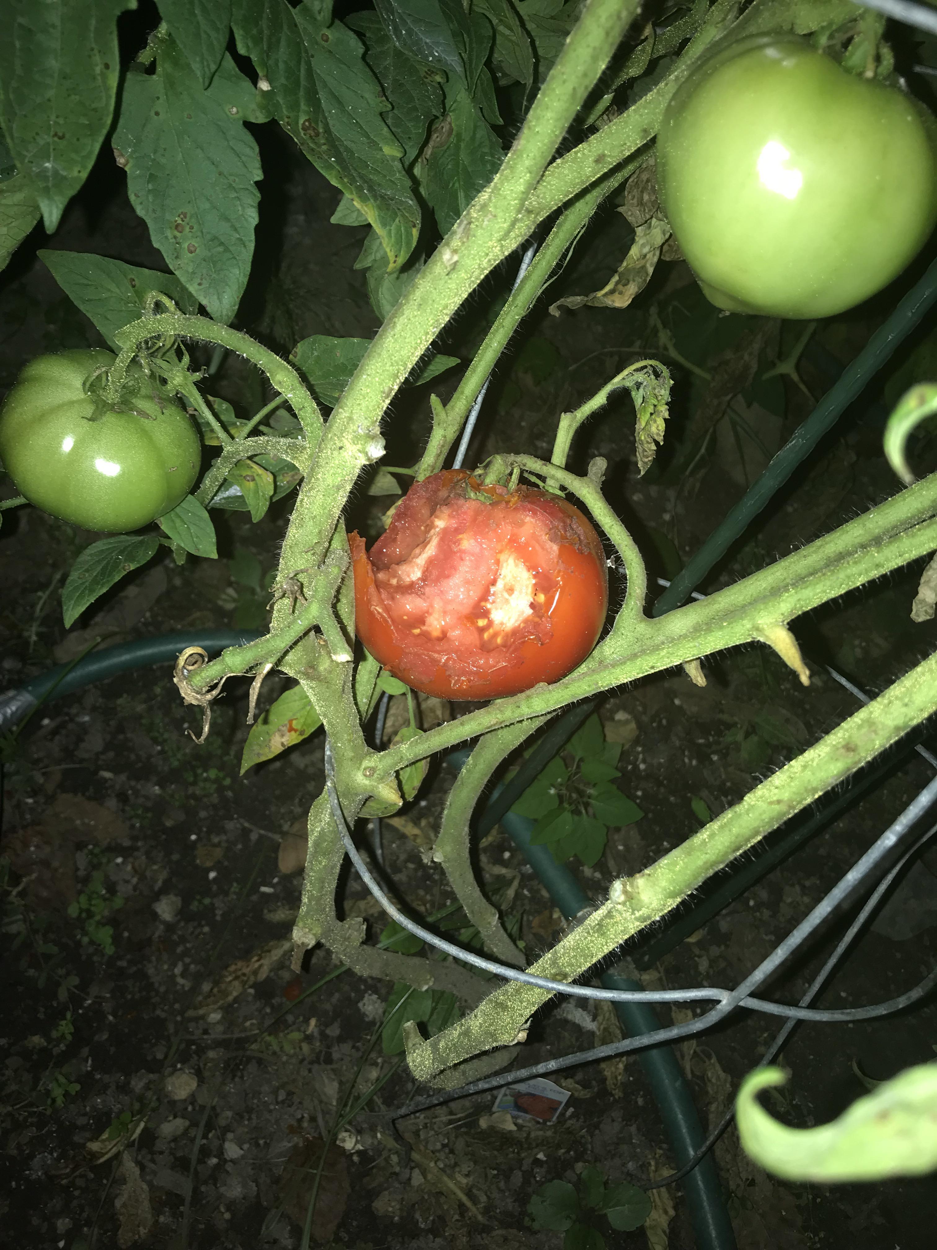 What is eating my ripe tomatoes? Some stupid critter is eating all my