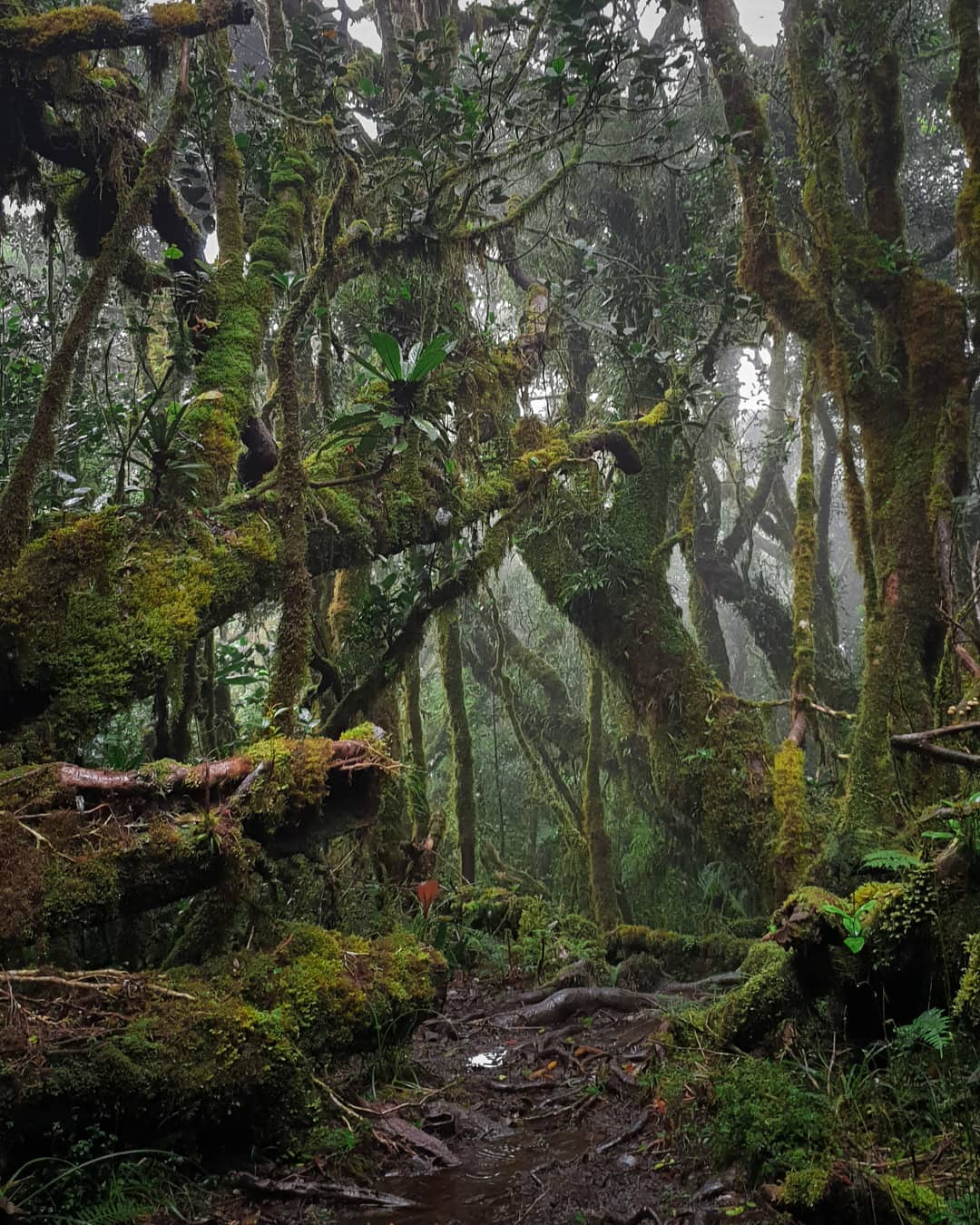 The tantalizing mossy forest of Mt. Napulauan. Location Mt