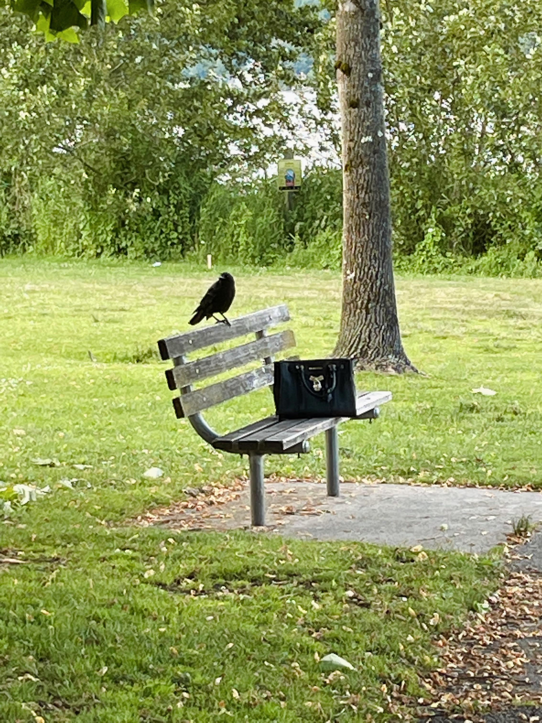 Business crow after a long, hard day at the bird office r/pics