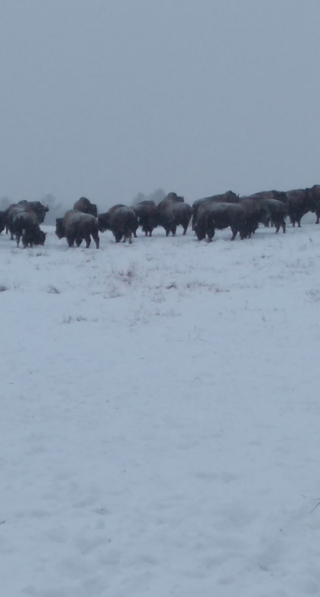 Bison in the snow. Homesteading Wisconsin style. r/homestead