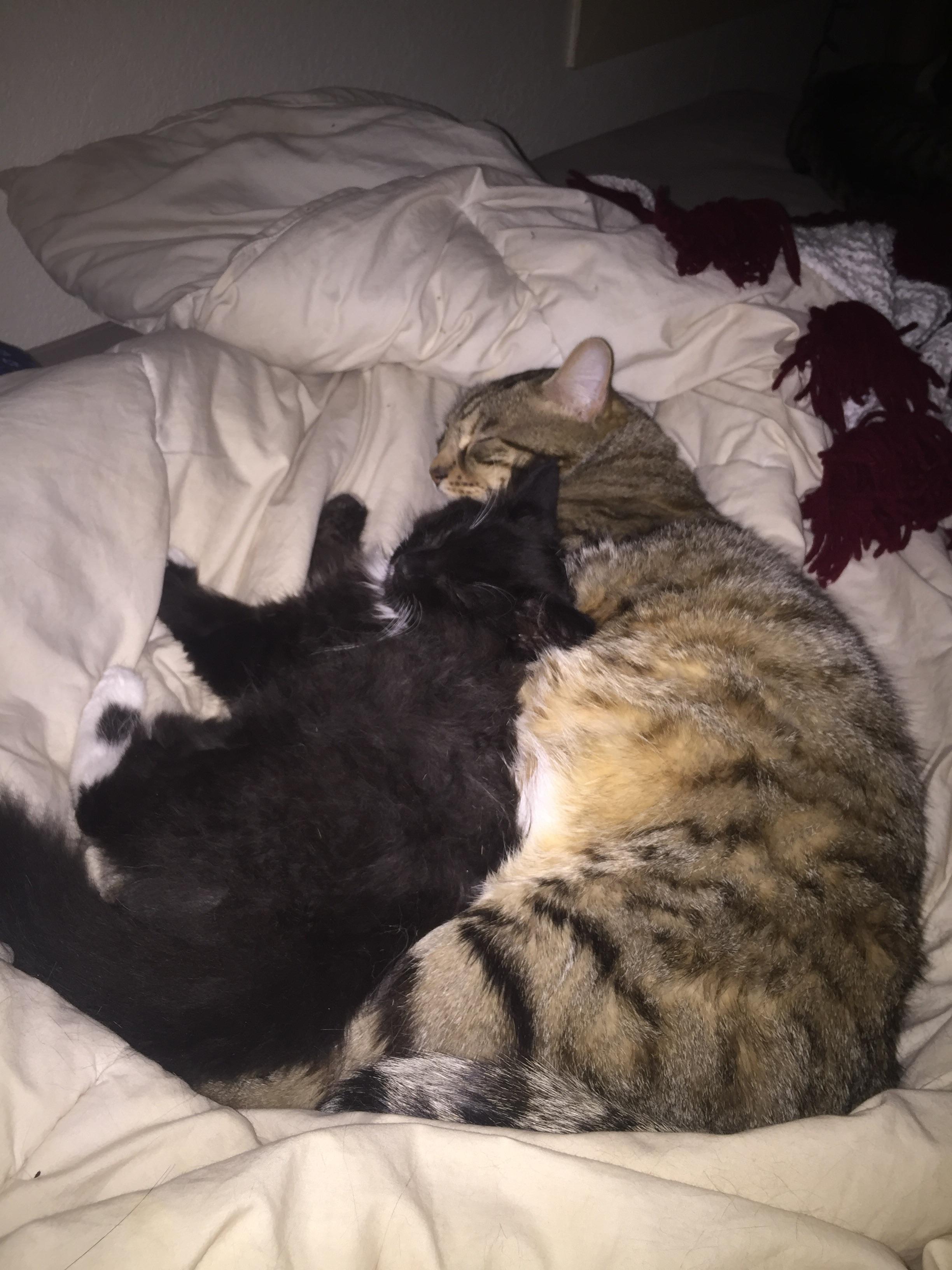 I have 3 cats. 2 kittens and one 4 yo. She loves them and treats them like her babies. r/cats