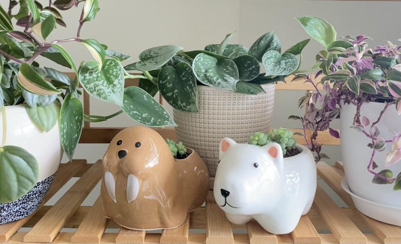 Dollar tree animal pots I found. r/houseplants
