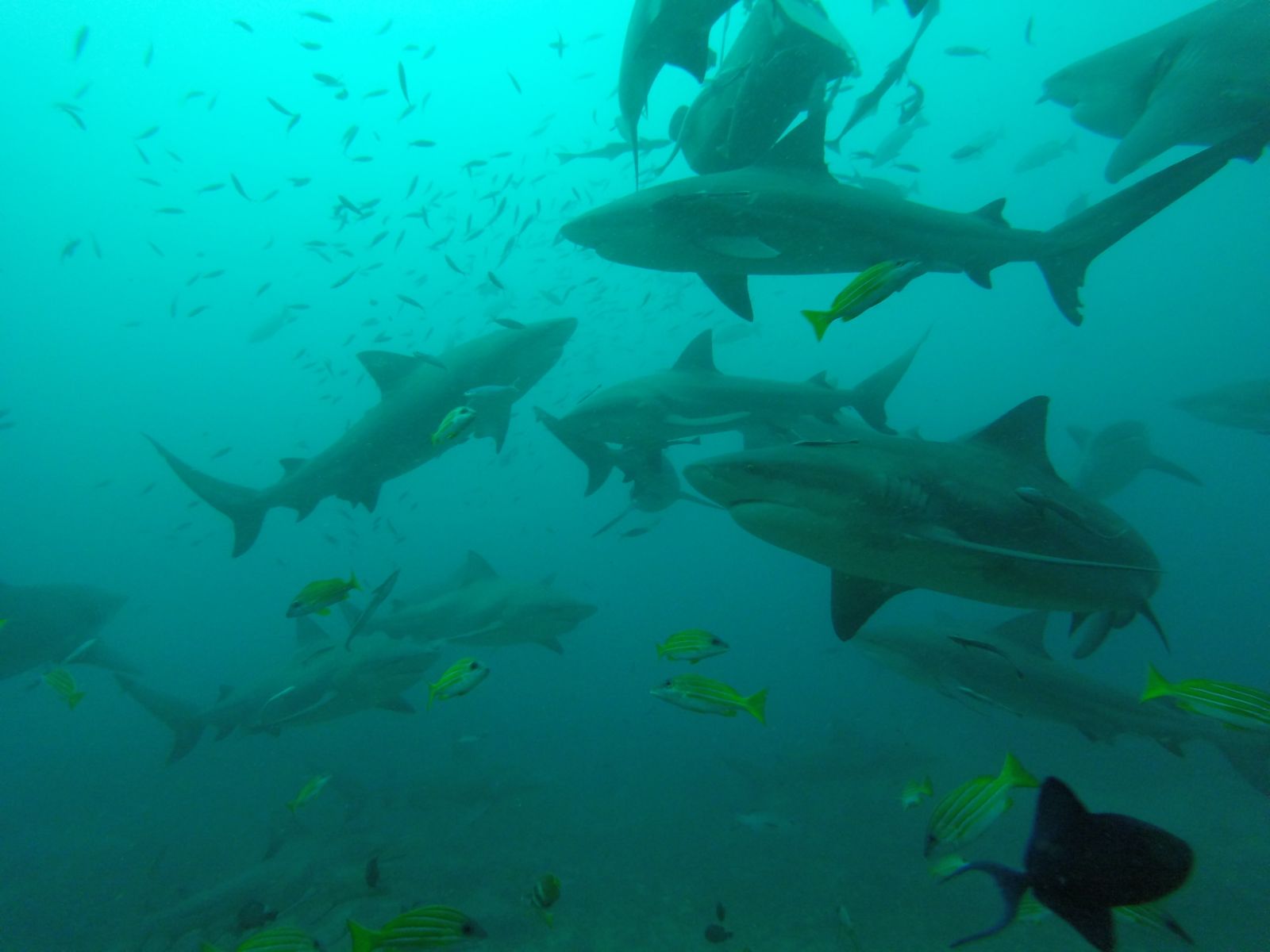 Diving with Bullsharks in Fiji (without a cage), this has been my favourite moment while