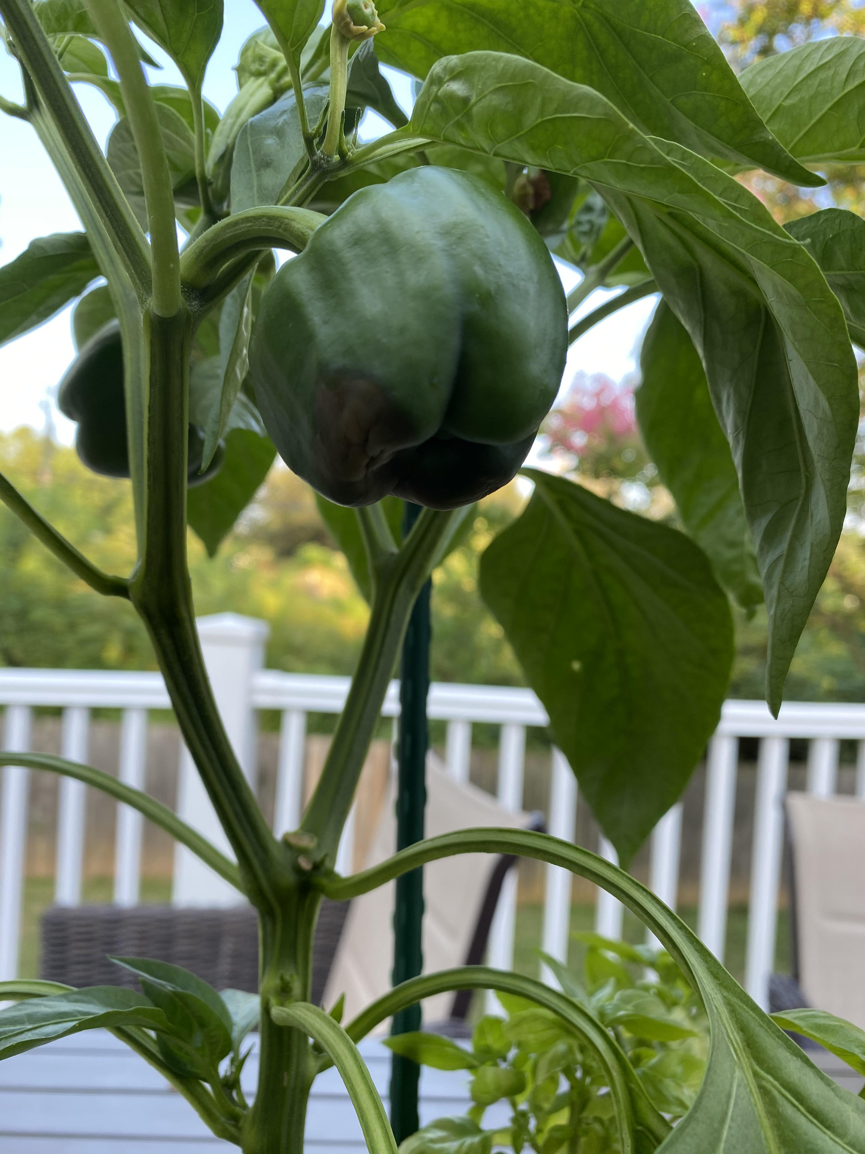 Keep getting these black spots on the bottom of my red bell sweet