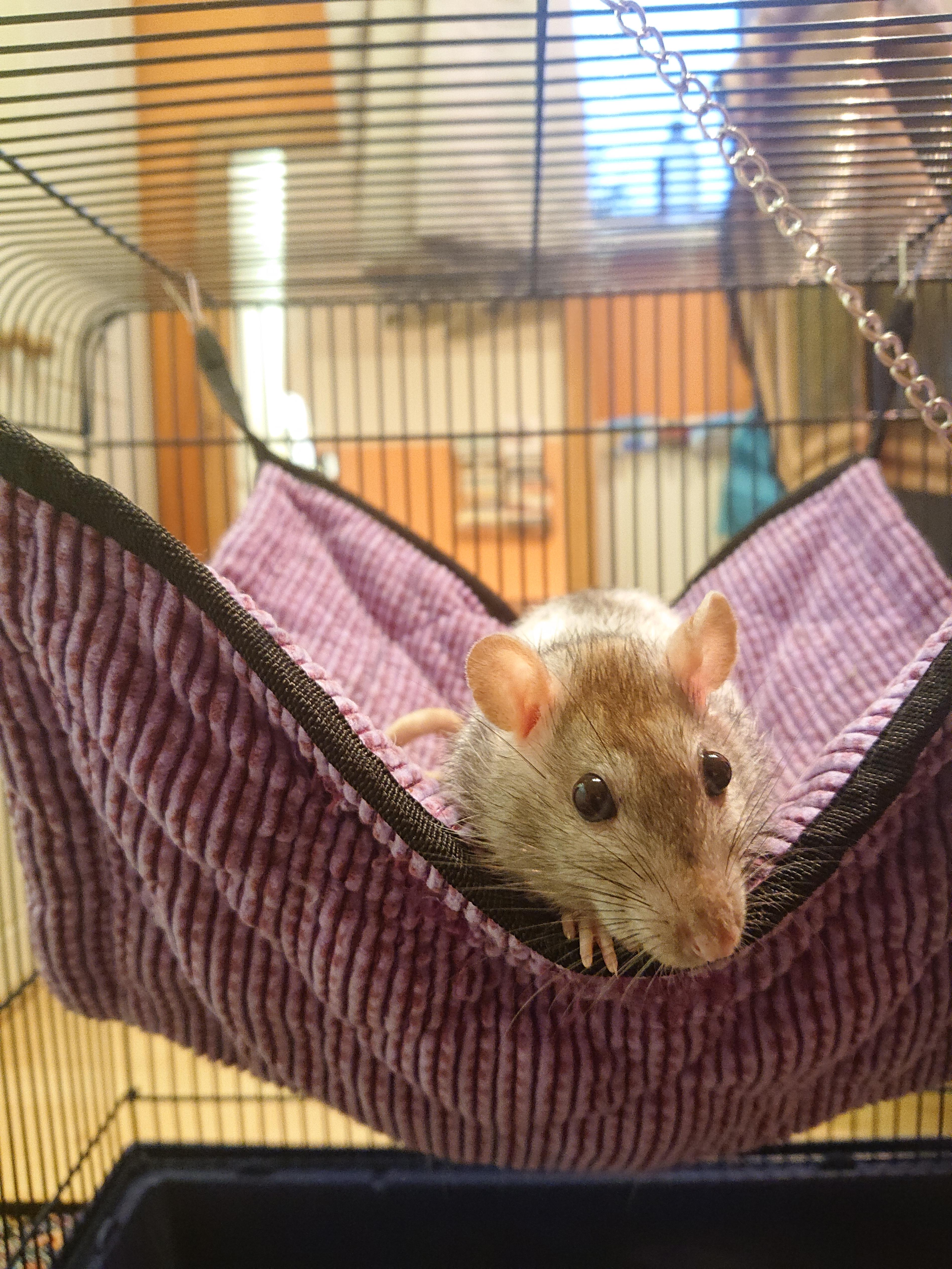 A portrait of the artist as an old rat. The vet has given her 23 weeks